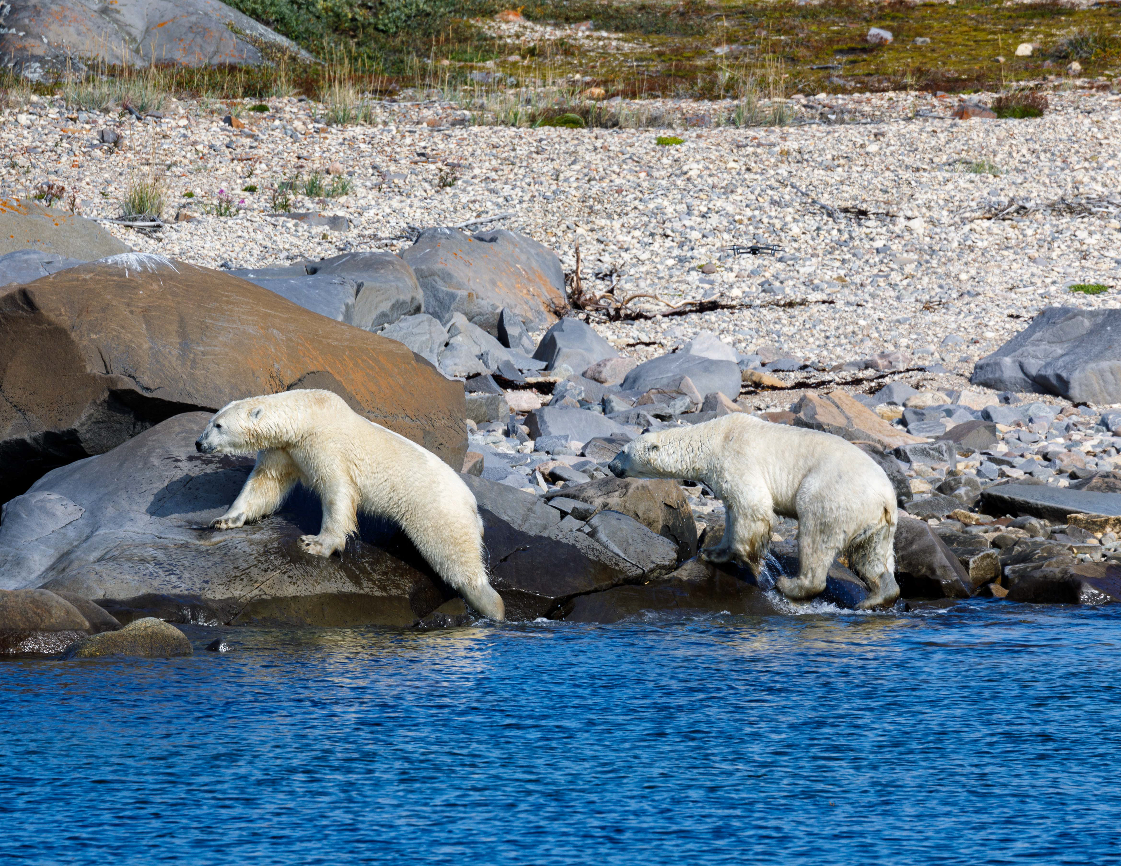 Polar Bears on Hudson Bay, Canada