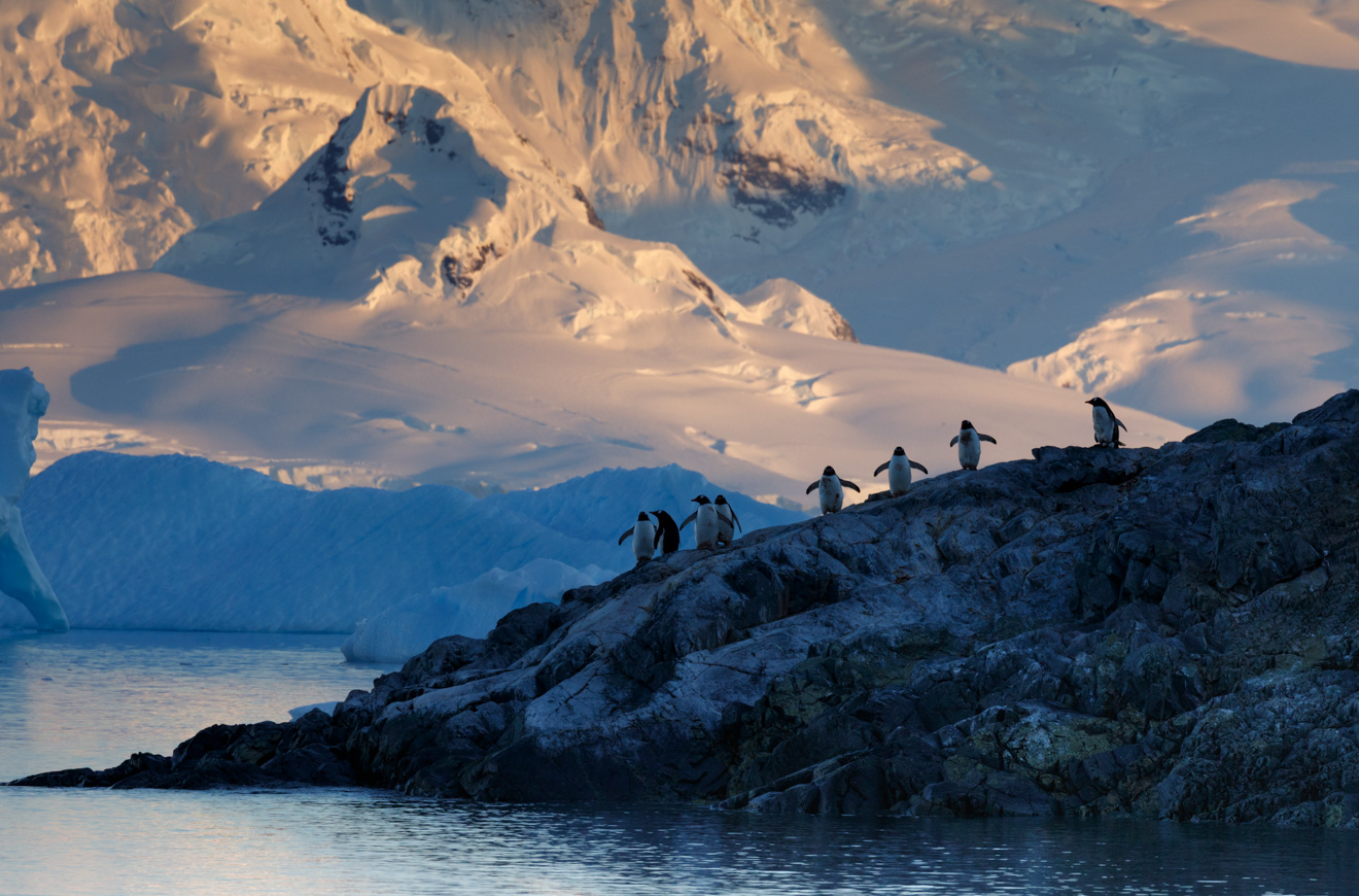 Early morning penguins