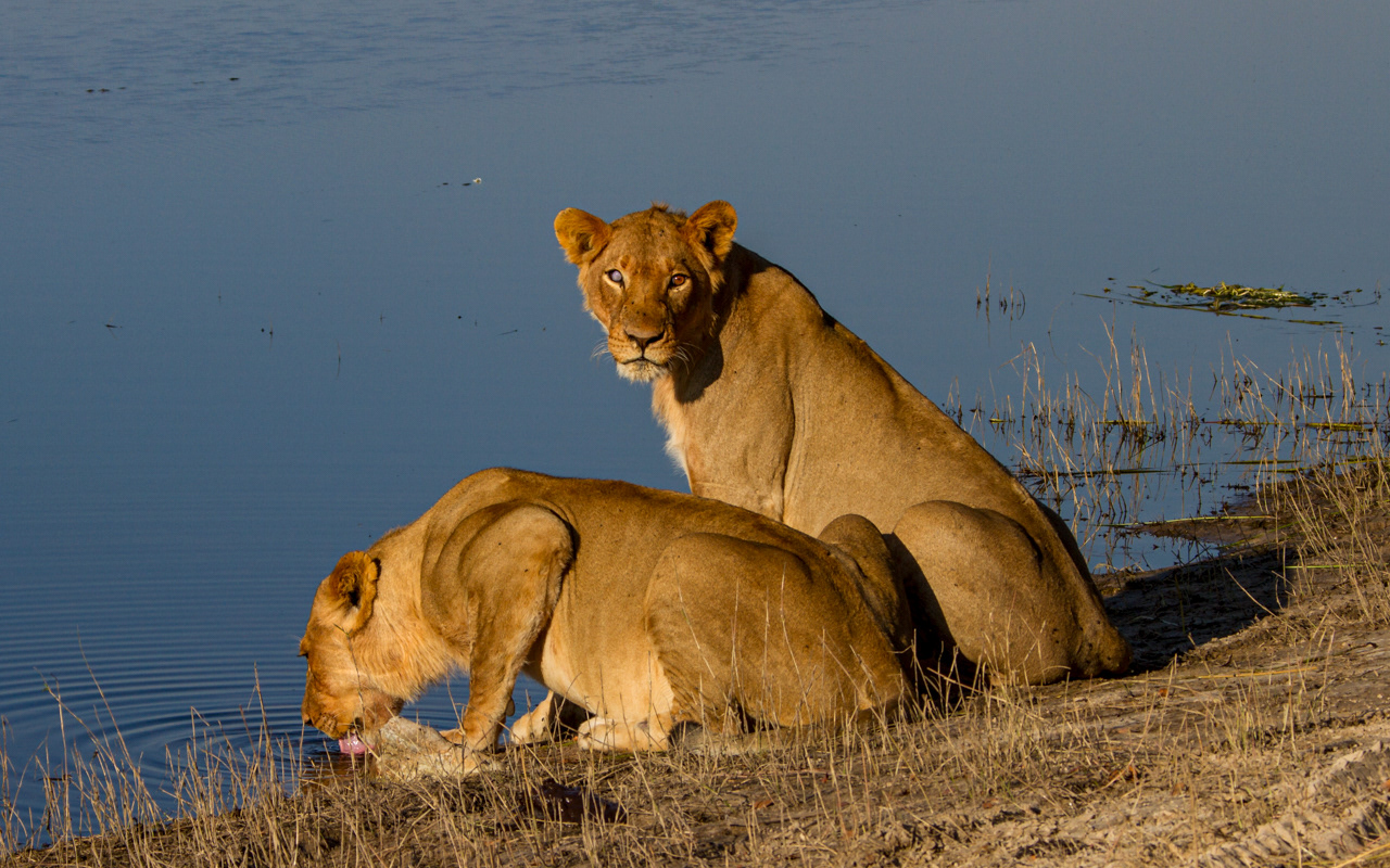 Lions drinking, Chobe NP, Botswana