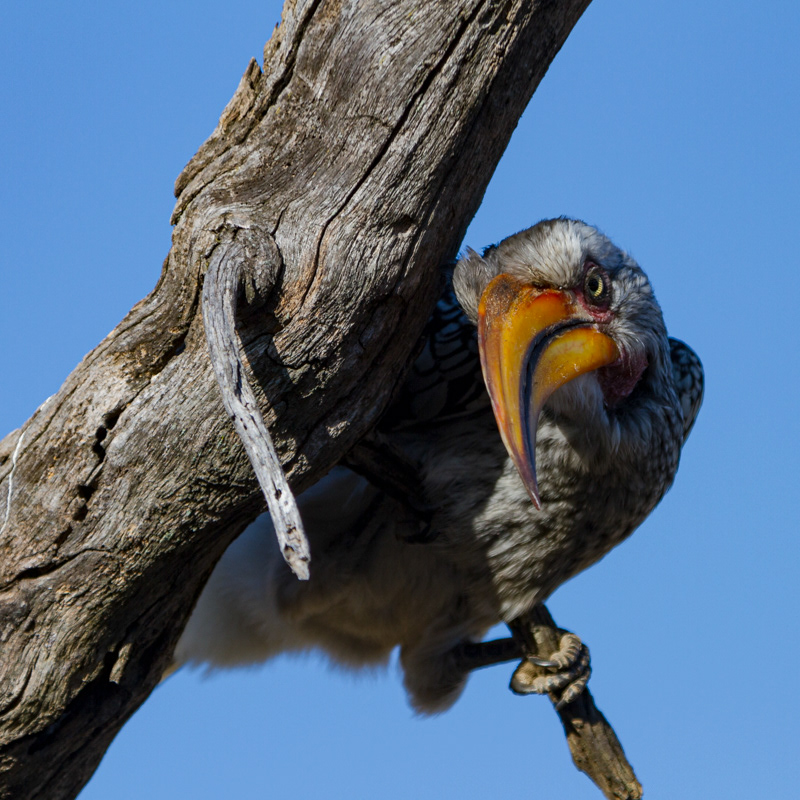 Hornbill, Zimbabwe