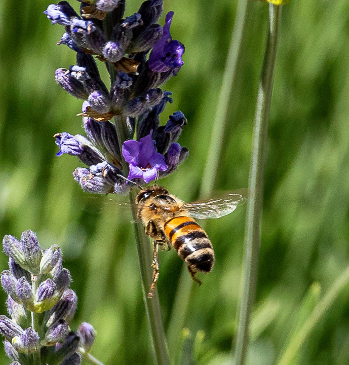 Honeybee in Turkey