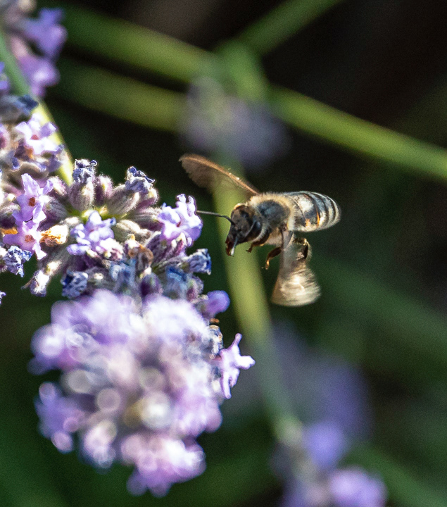 Honeybee in Turkey