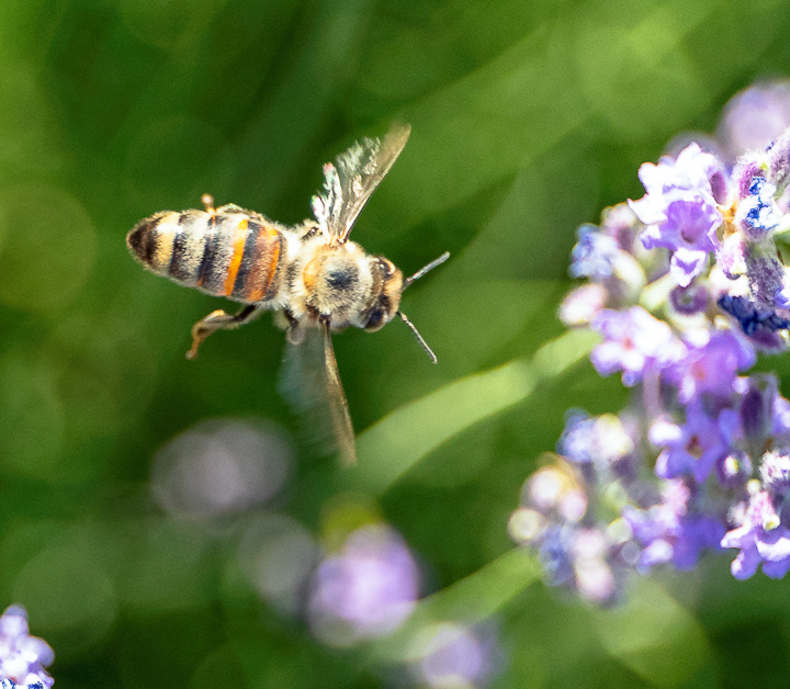 Honeybee in Turkey