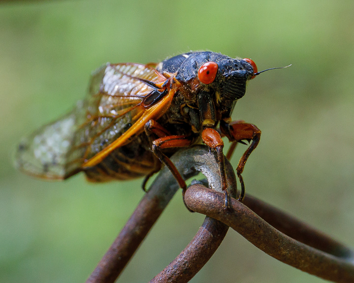 Cicada