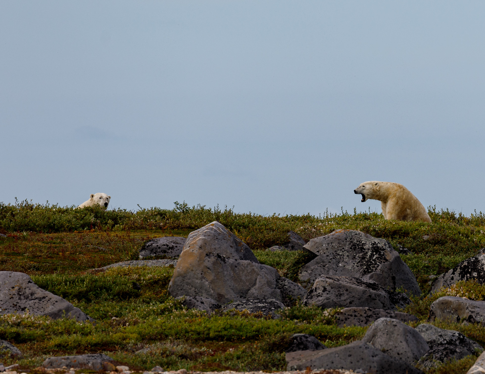 Polar Bears conversing, Manitoba