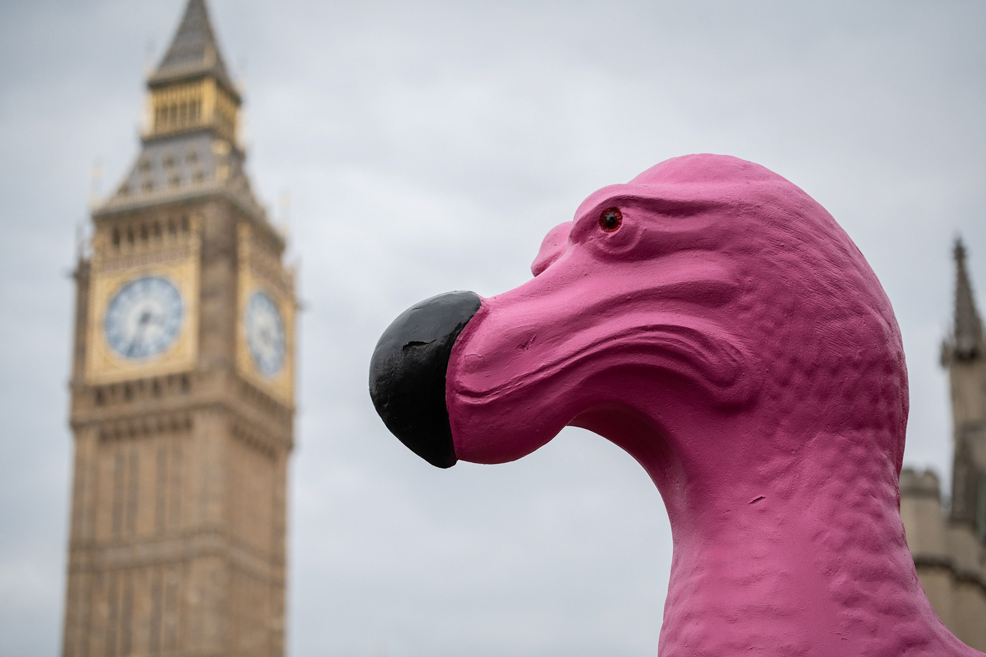 Giant pink Dodo and Big Ben © Ron Fassbender