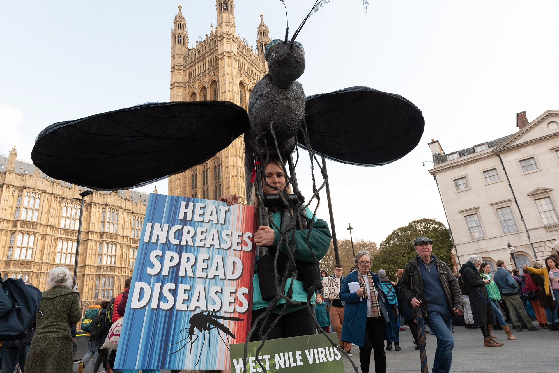 Giant Insect - Heat Increases Spread Diseases © Ron Fassbender