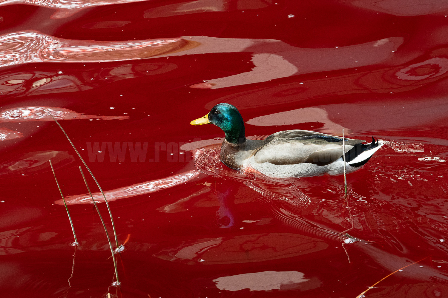 A Mallard duck paddles in the US Embassy pond, dyed red in protest at arms sales to Israel. © Ron Fassbender