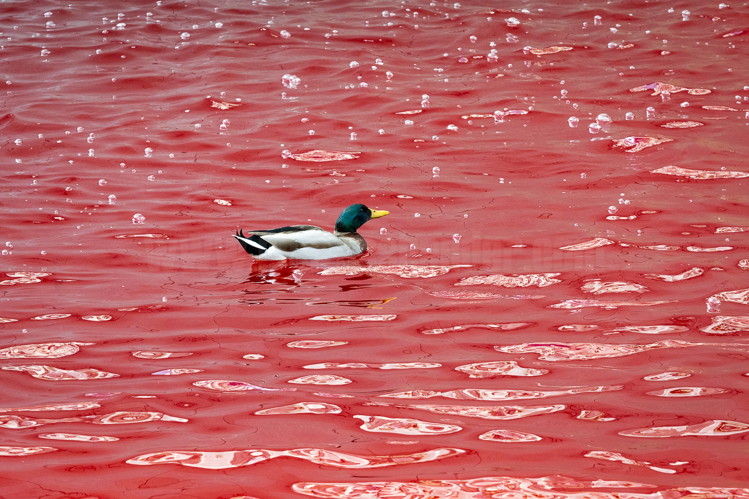 A Mallard duck paddles in the US Embassy pond, dyed red in protest at arms sales to Israel. © Ron Fassbender
