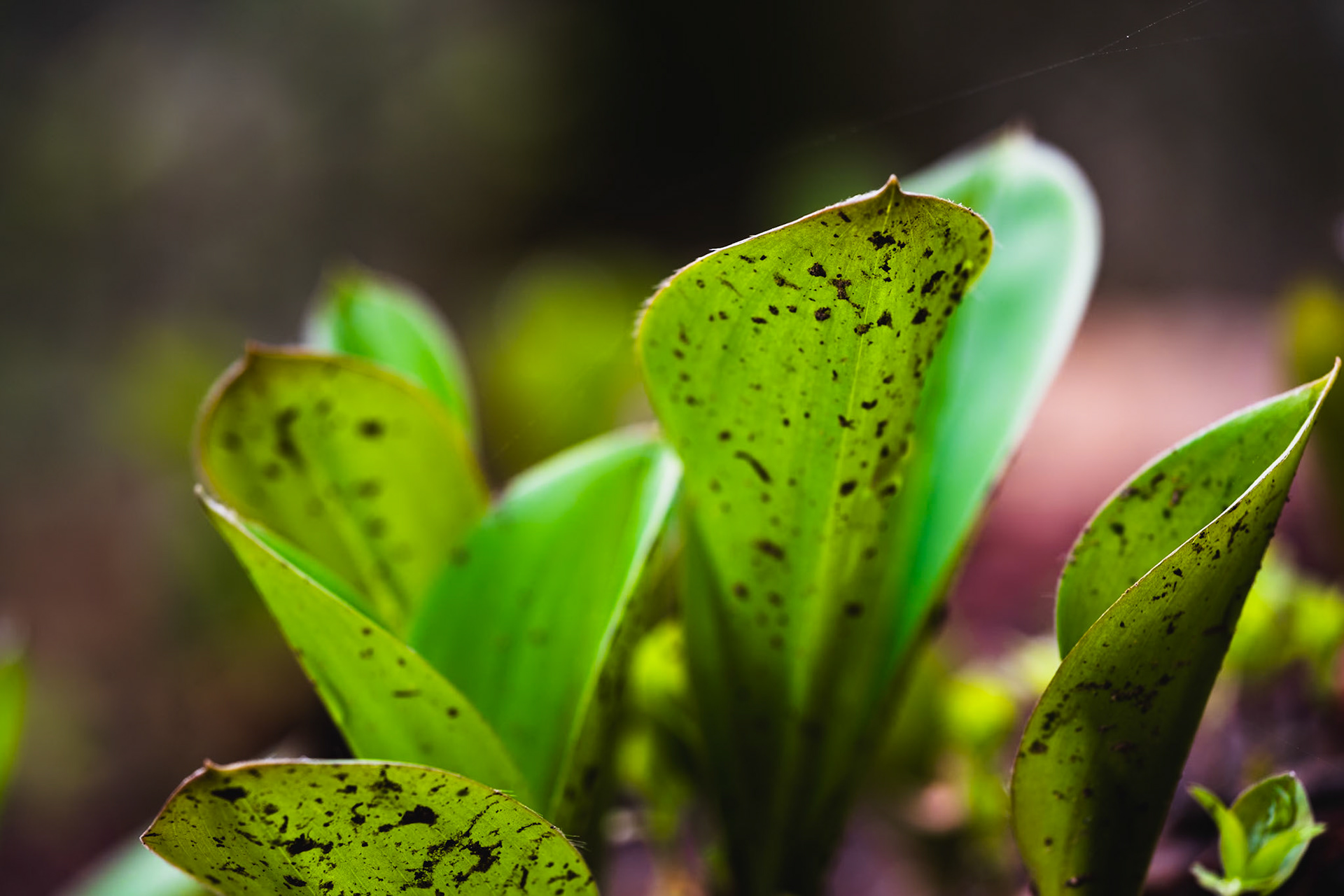 Sun light on green plants