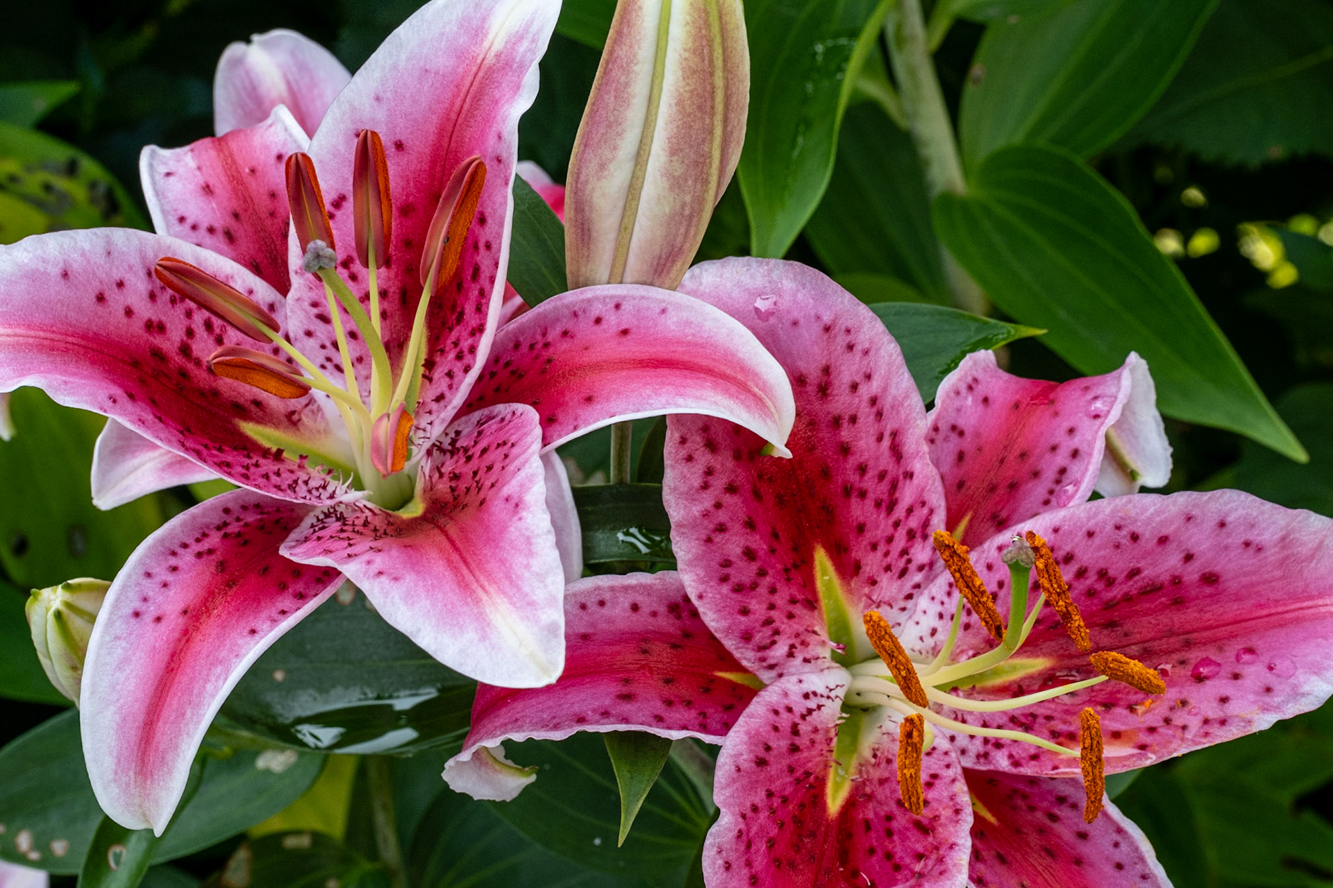 Lily 1 and Lily 2
