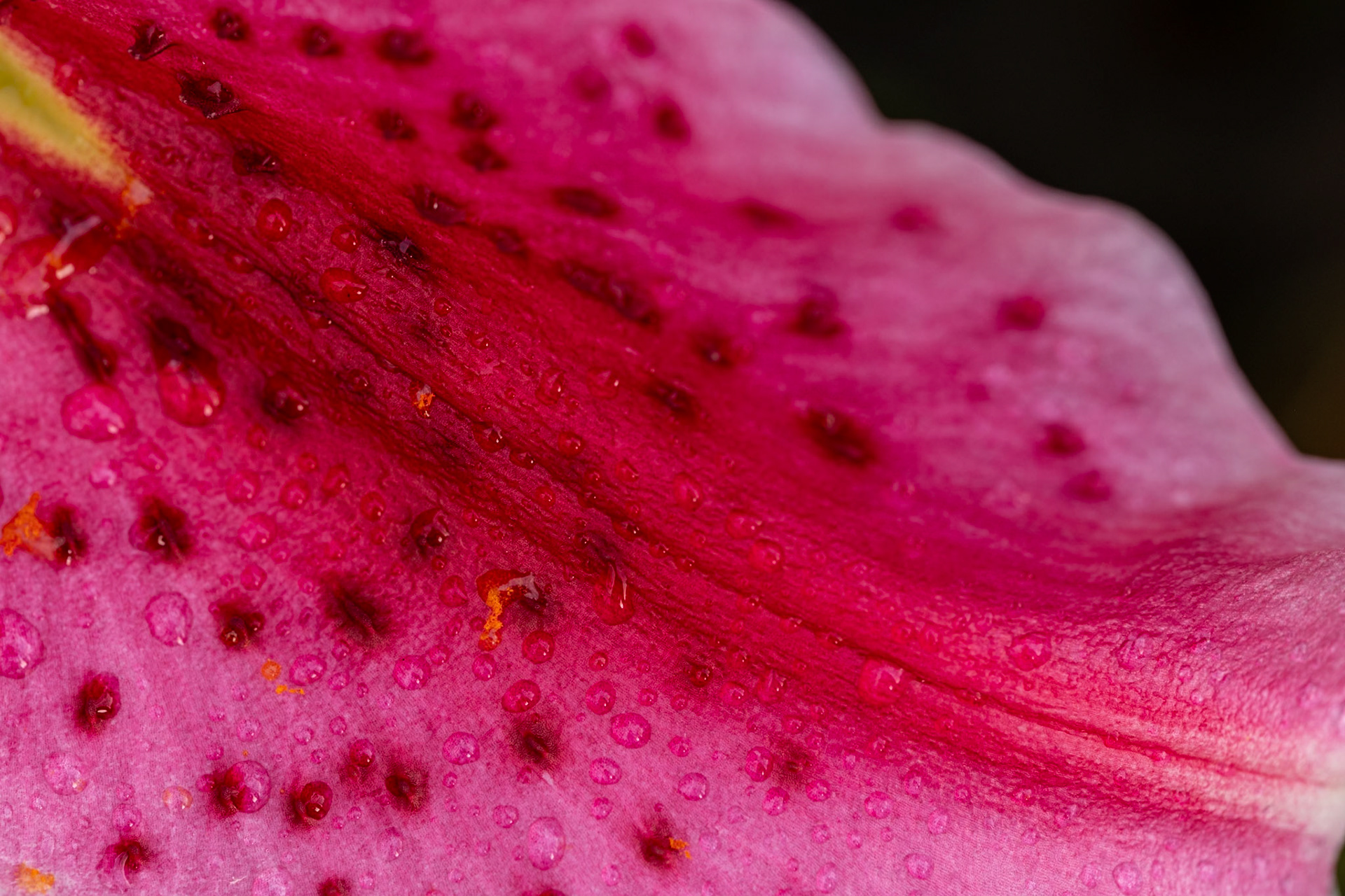 Water droplets on a petal