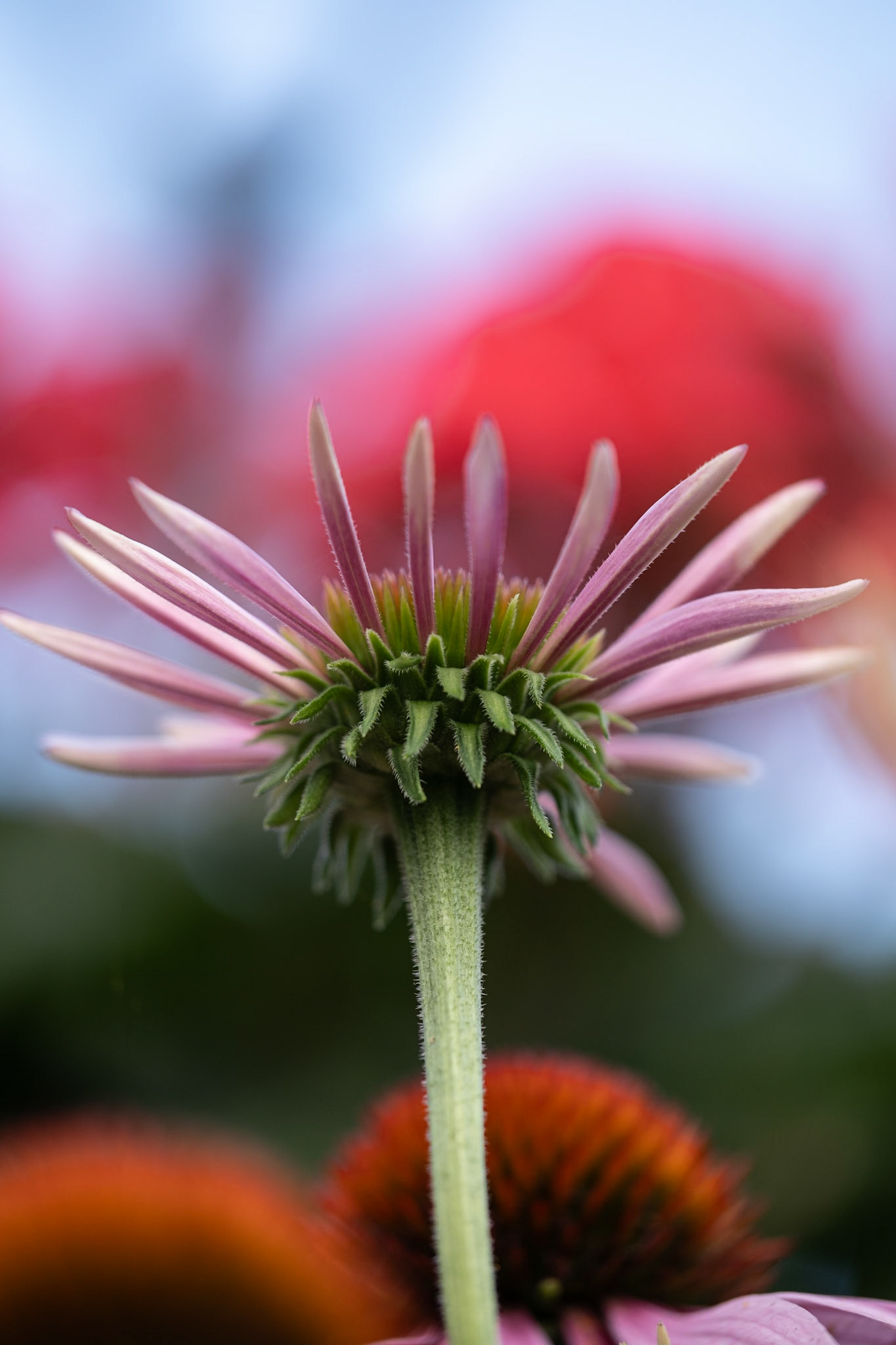 Echinacea growing up