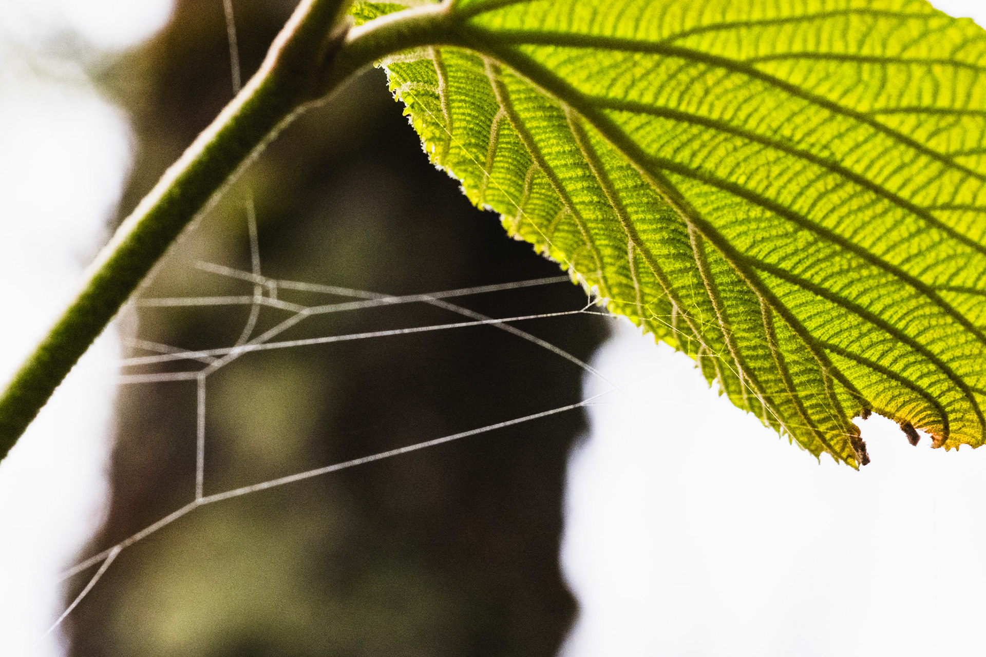 Green leaf