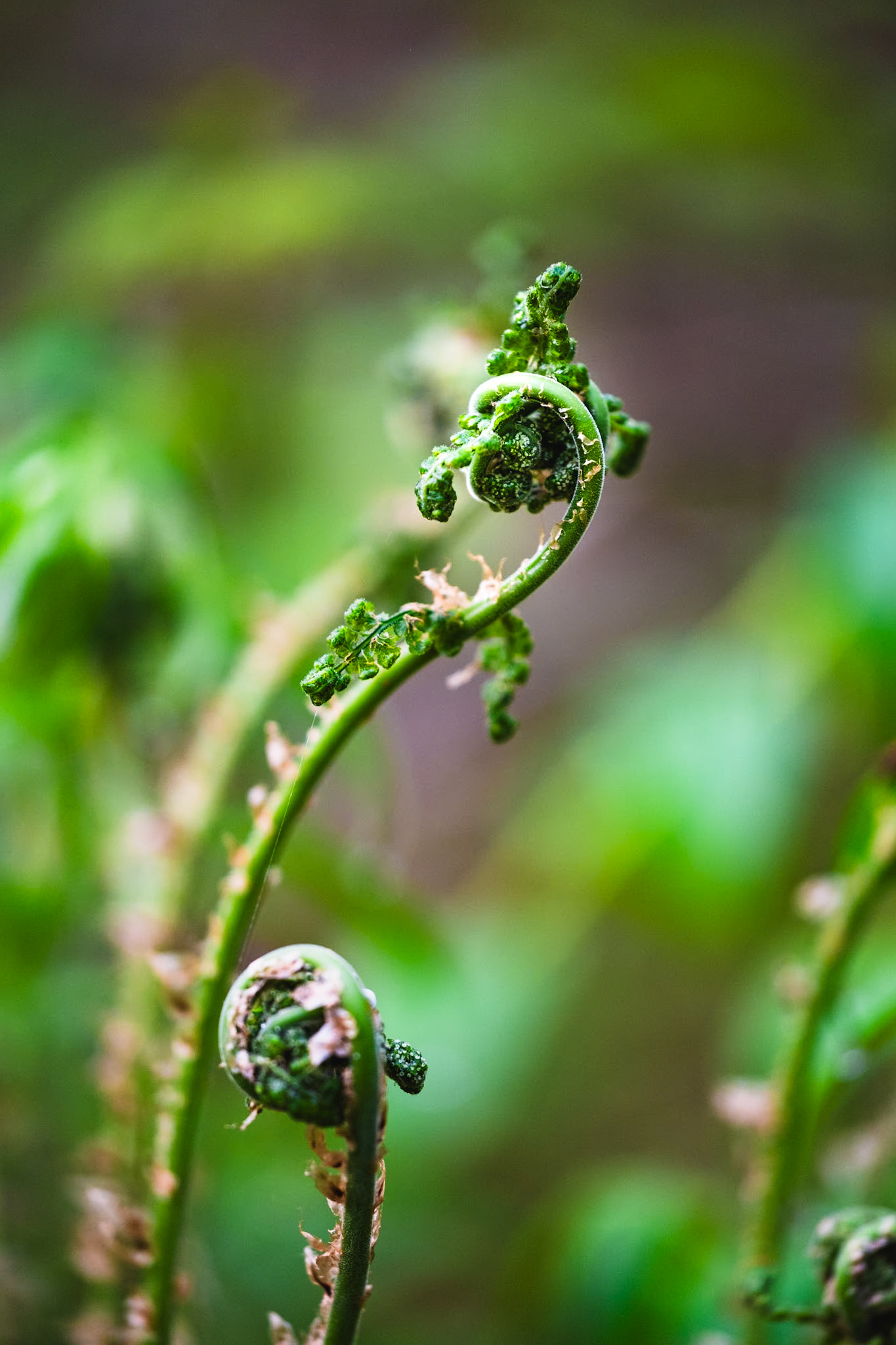 Fiddleheads