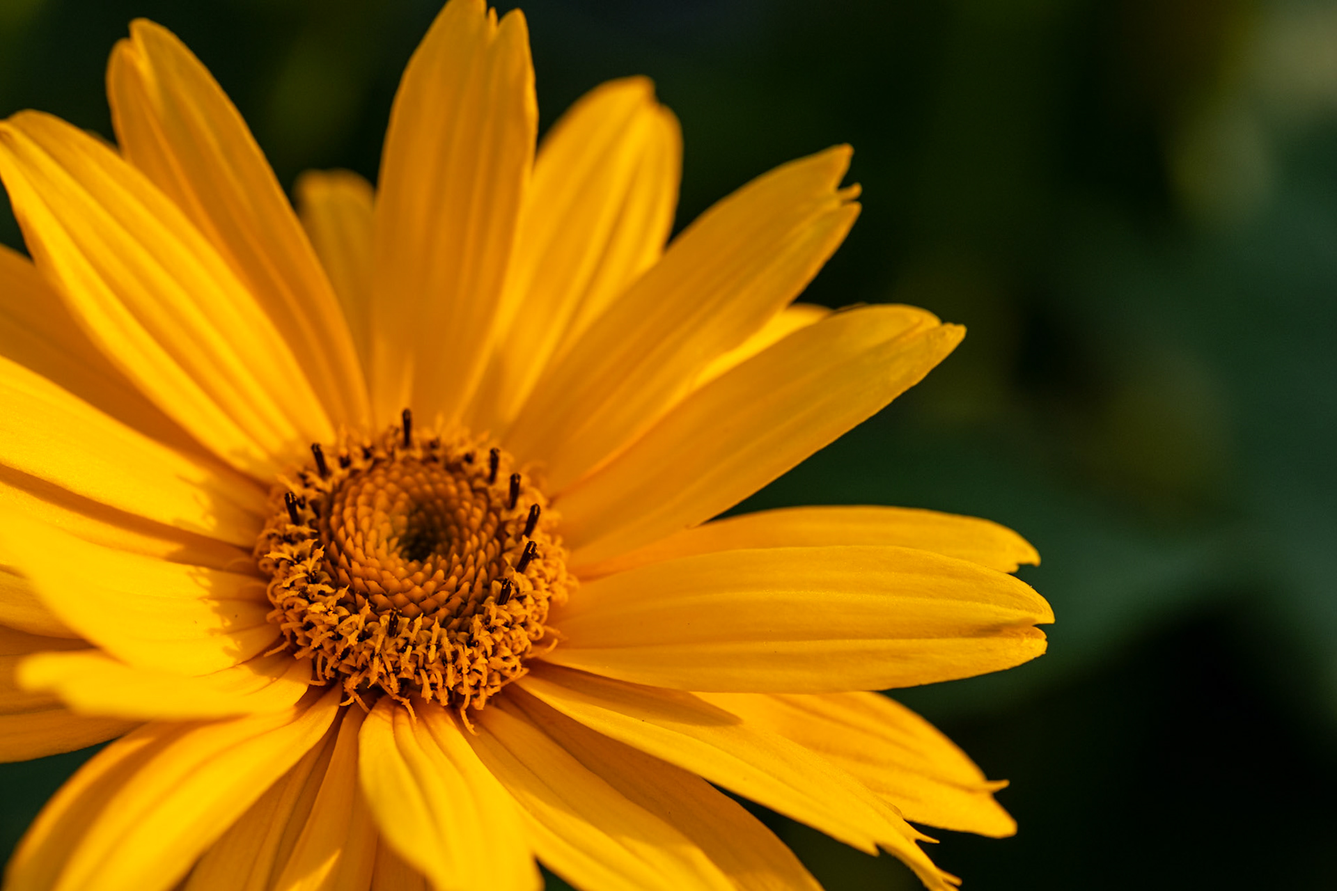 Oxeye Sunflower