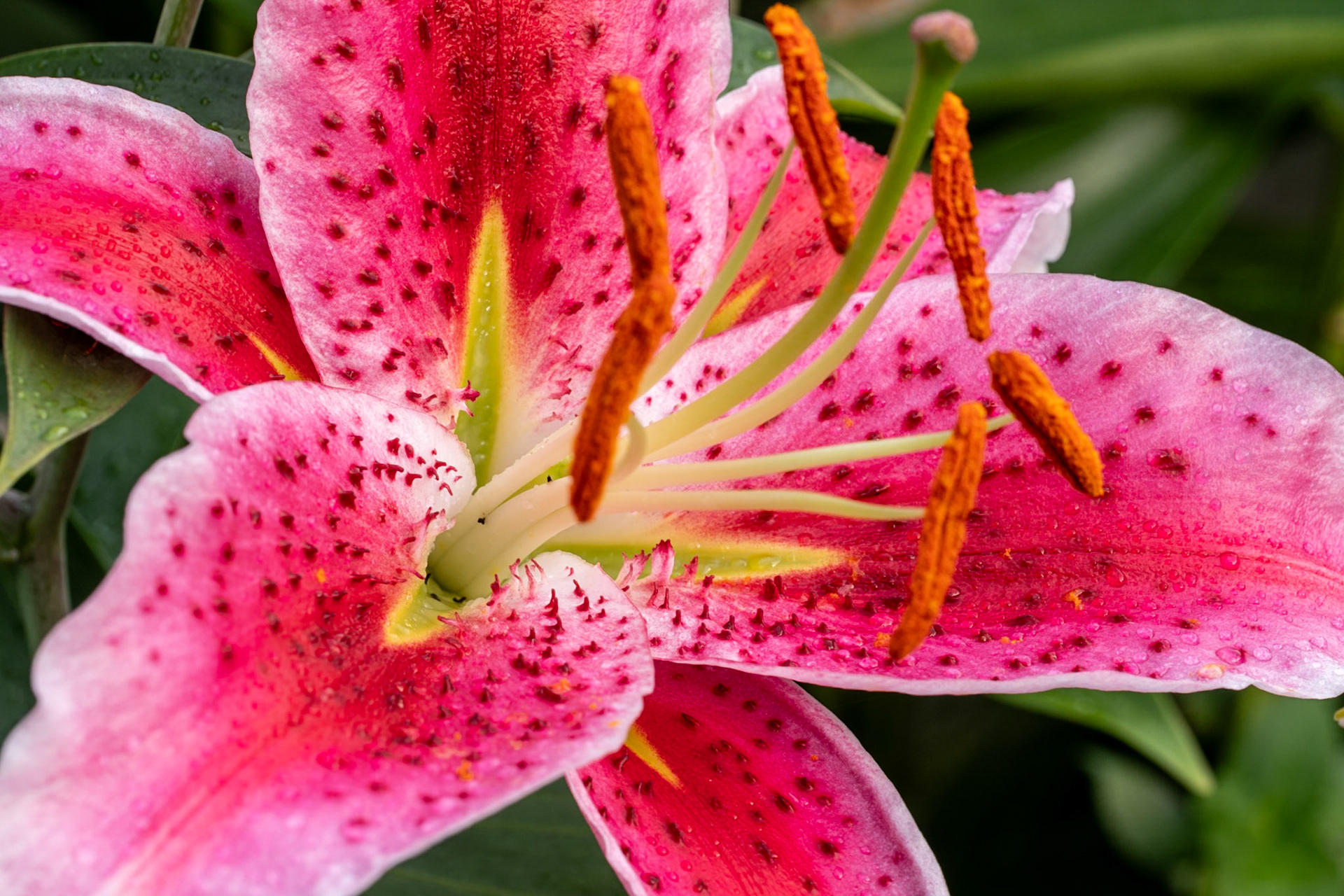 Lily pistils and petals