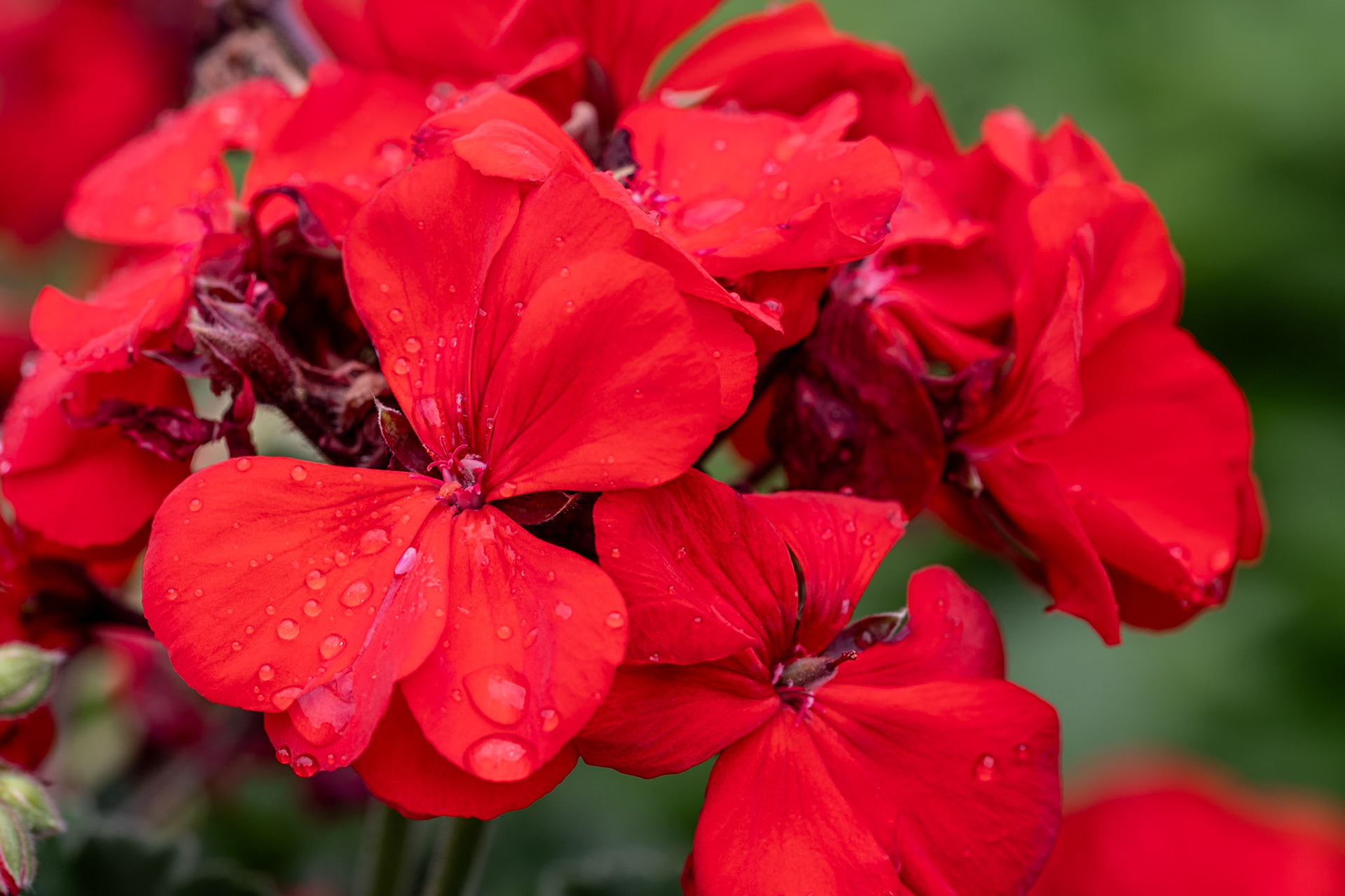 Geranium