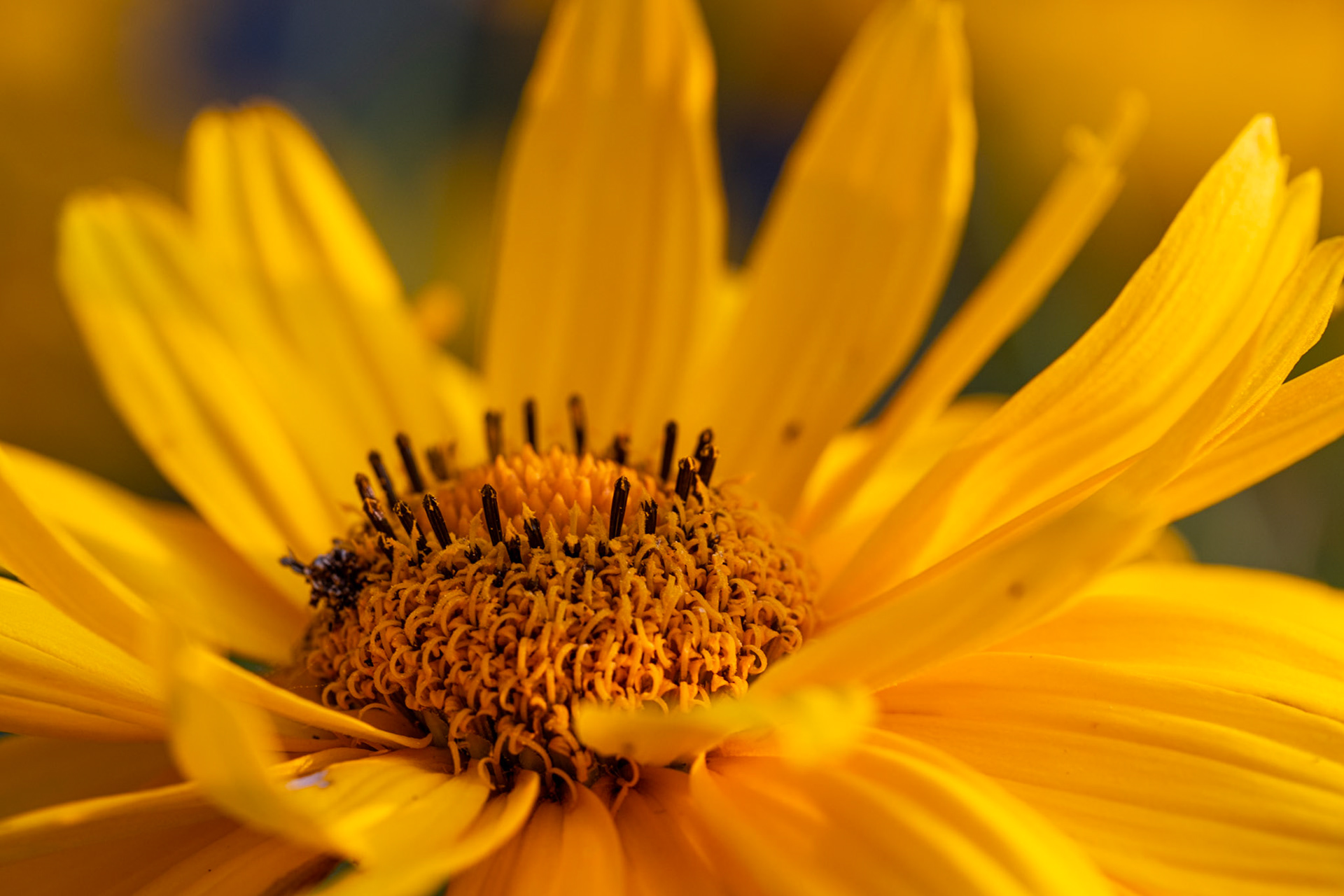 Close-up of an Oxeye Sunflower
