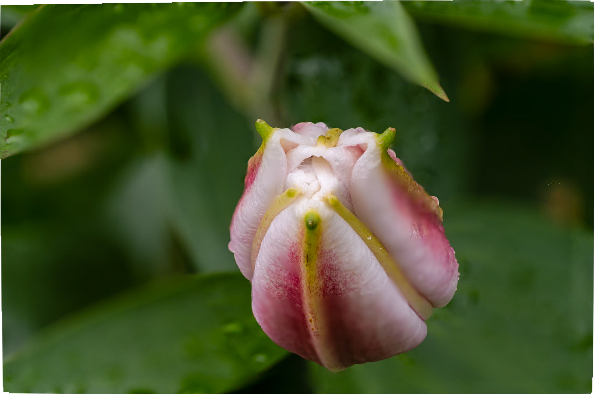 Lily