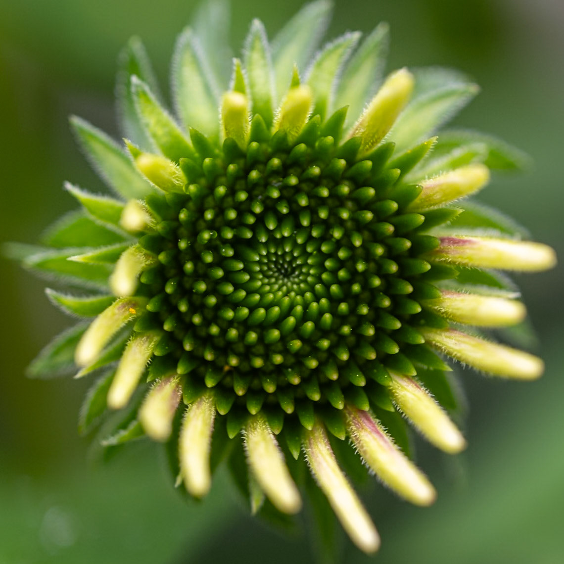 Echinacea center