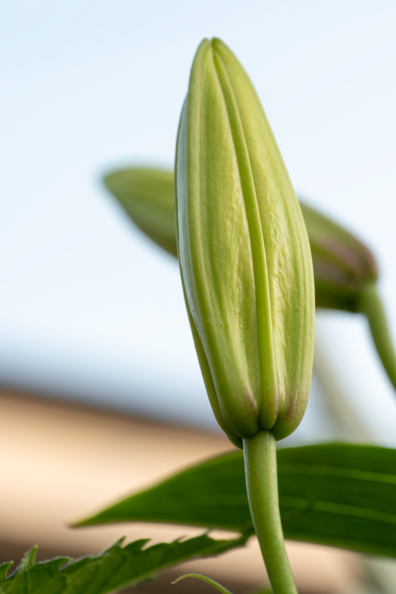 Closed Lily