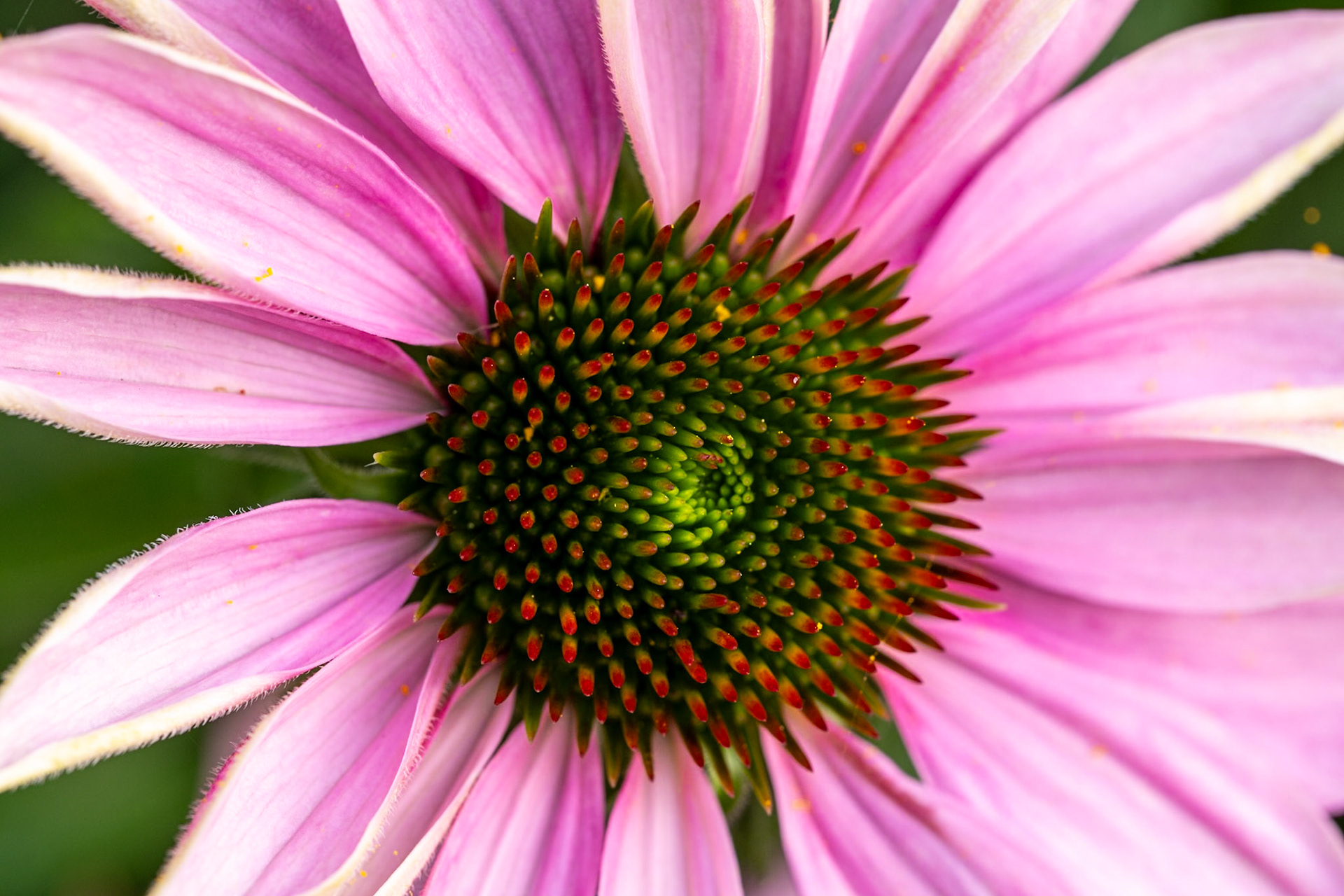 Echinacea