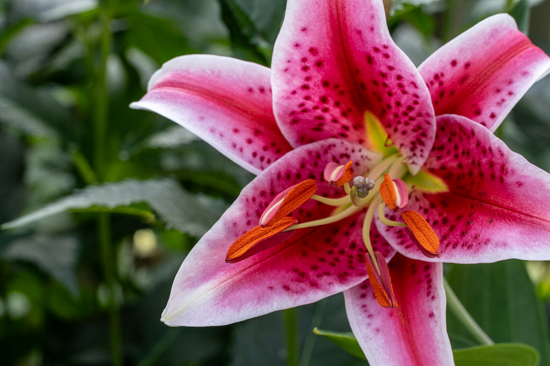 Lily wide open