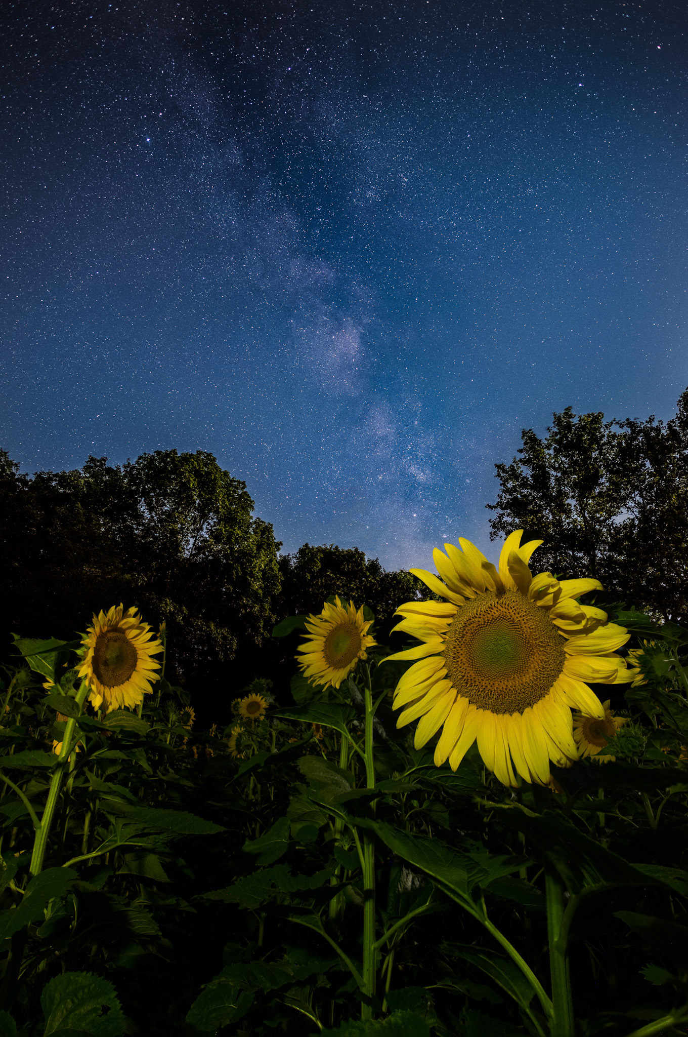 2018-07-20 - Buttonwood Milky Way