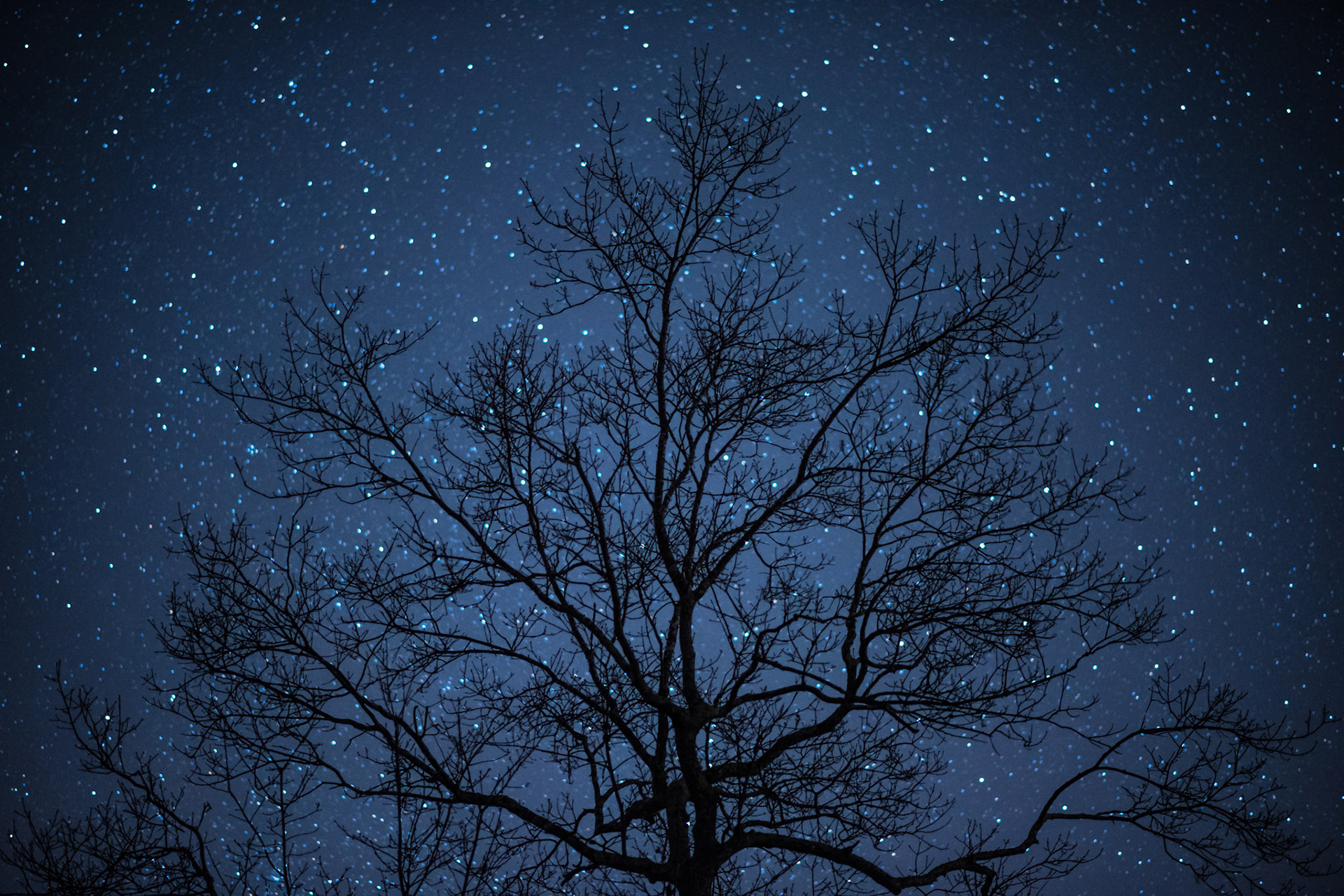 2015-03-19 - Starry Tree