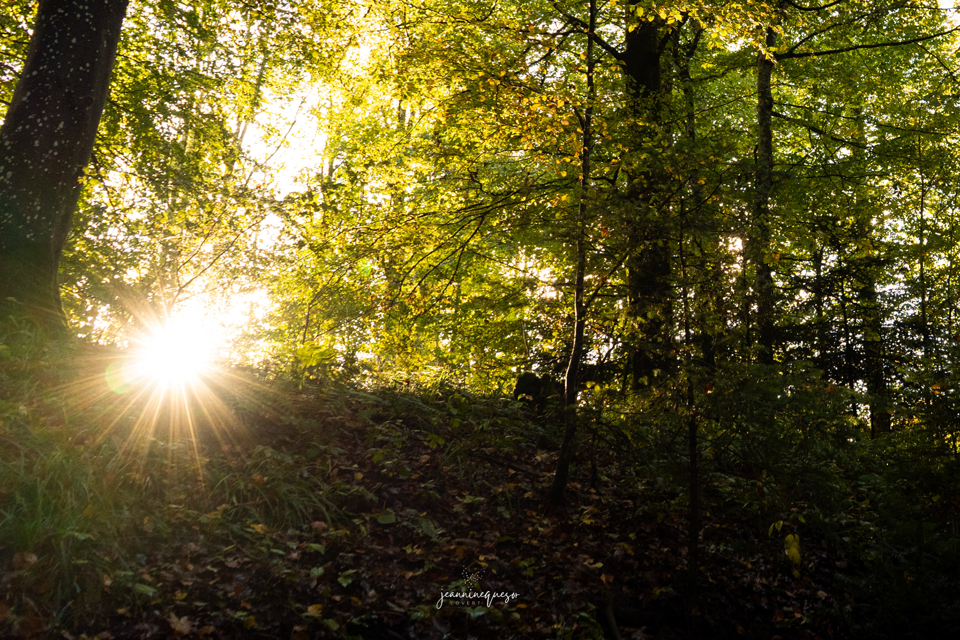 shining through, Switzerland, 2023