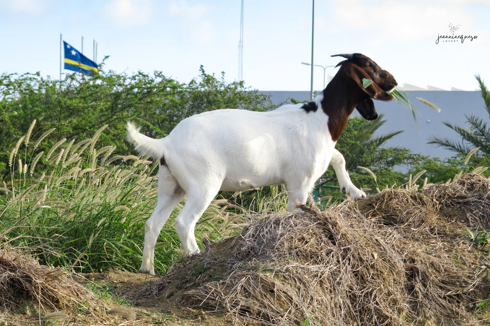 liber(á) - liberated, Curaçao, 2023