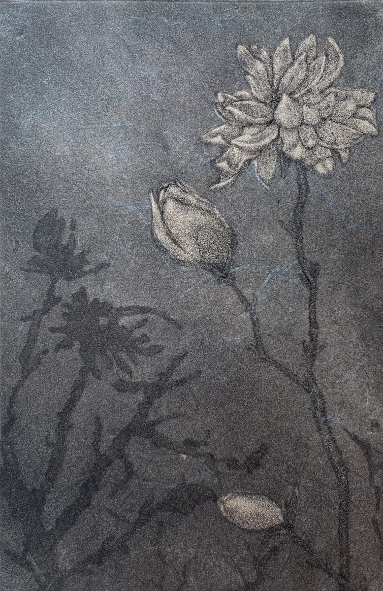 “Star Magnolia” / 2021 / Zinc Etching w/ Chine Collè