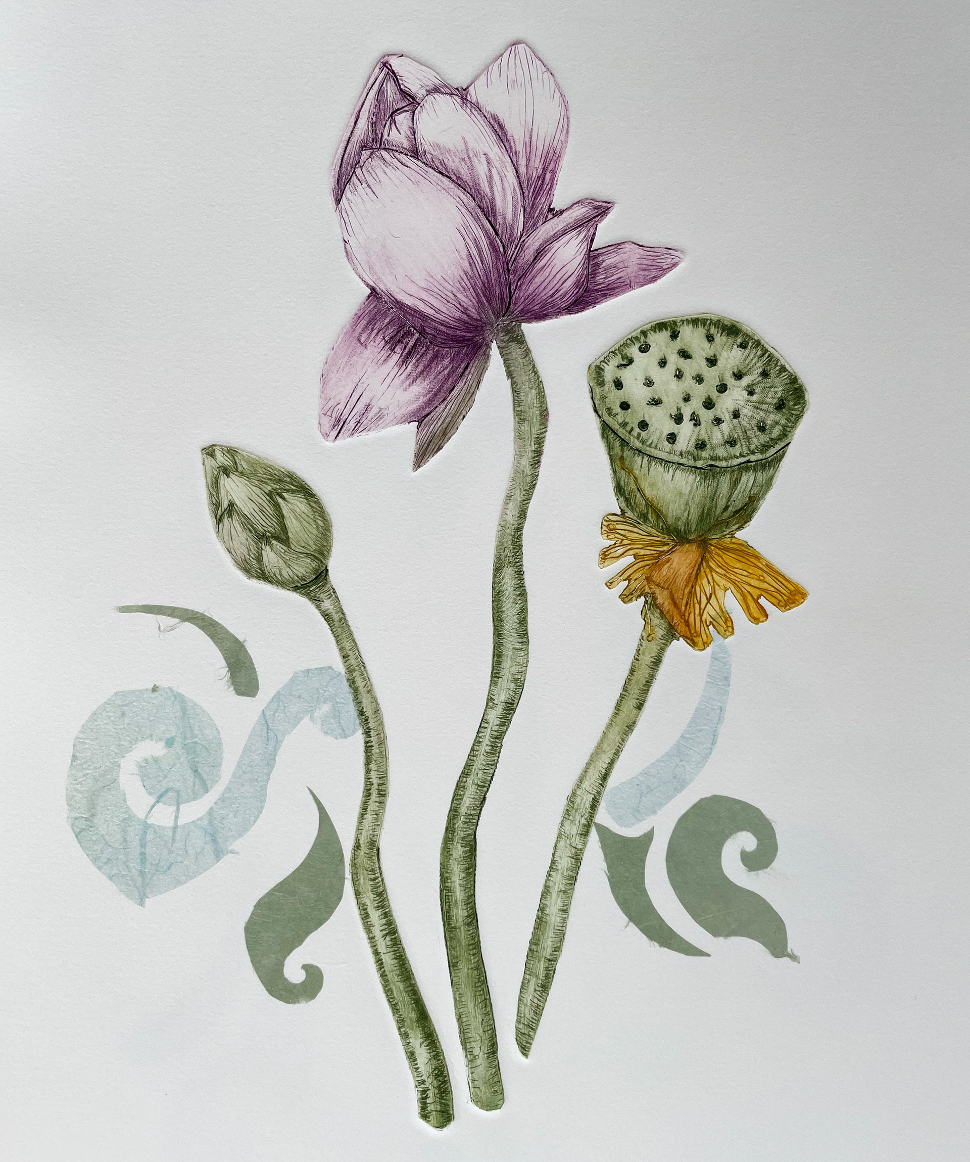 “AwakLotus Life” / Drypoint & Engraving w/ Chine Collé / 2023