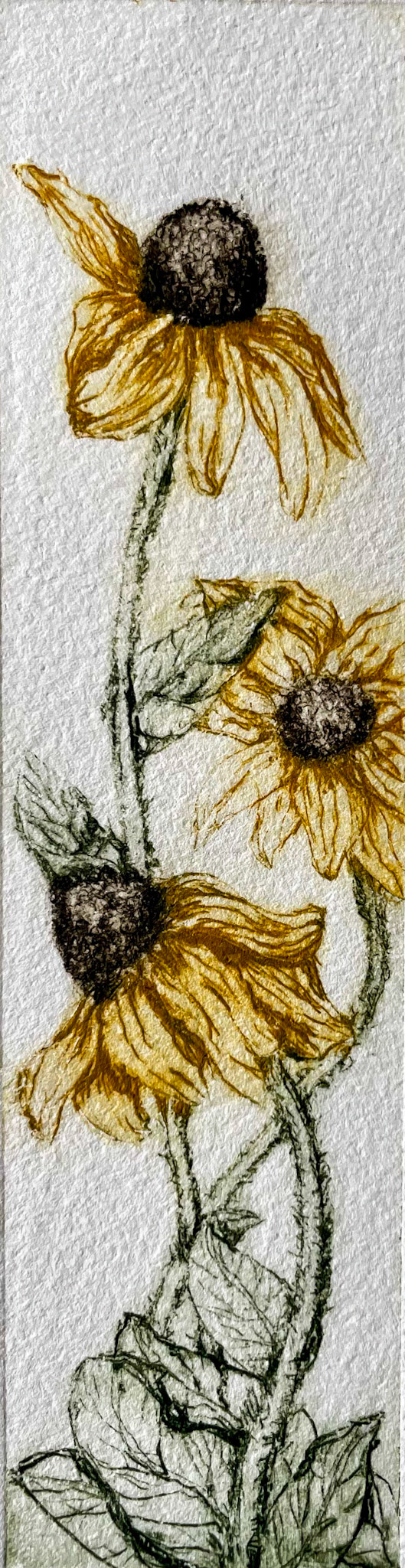 “Coneflowers” / Tetrapak Drypoint / 2023
