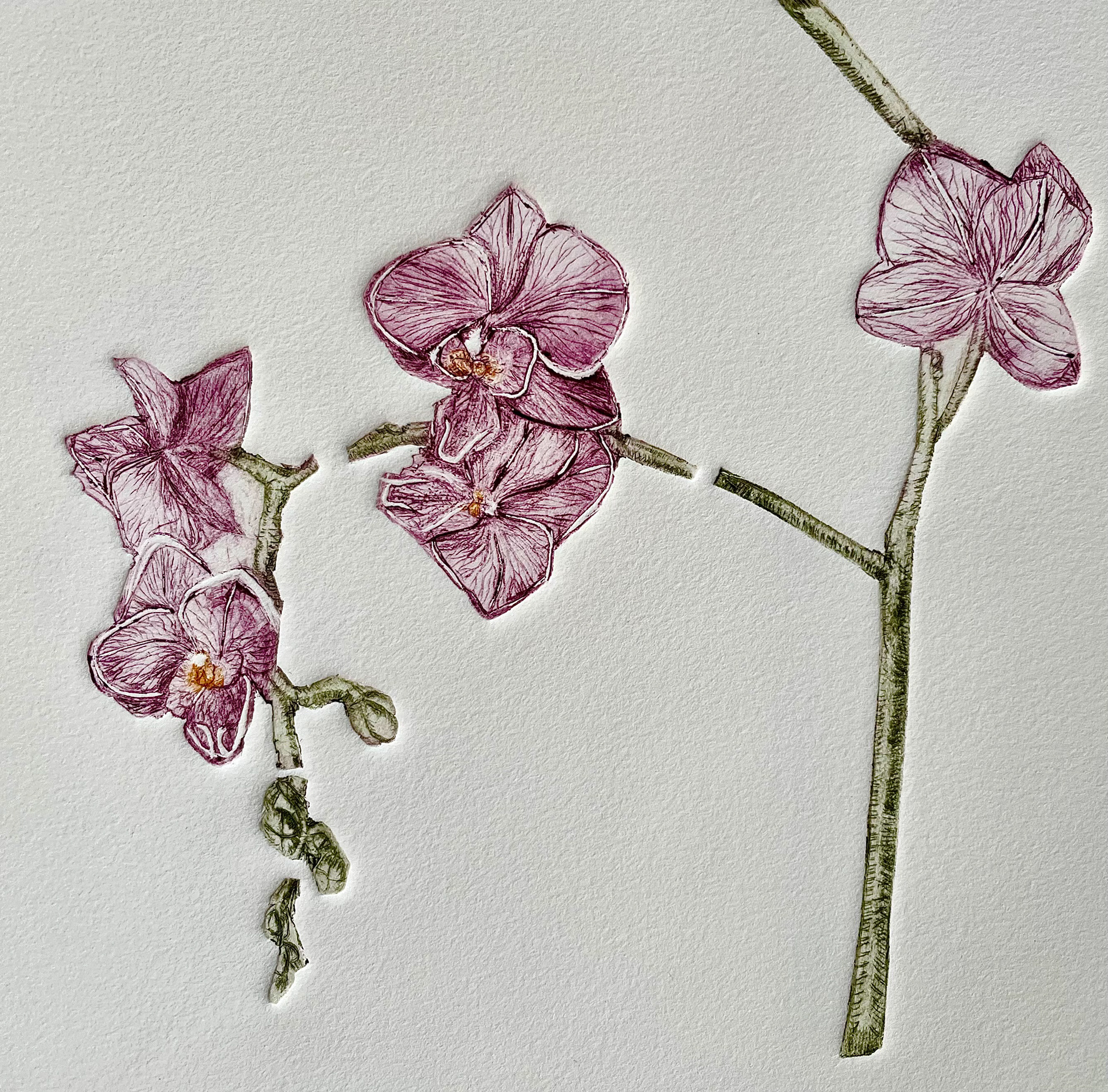 “Resilient Grace” / Drypoint & Engraving / 2023
