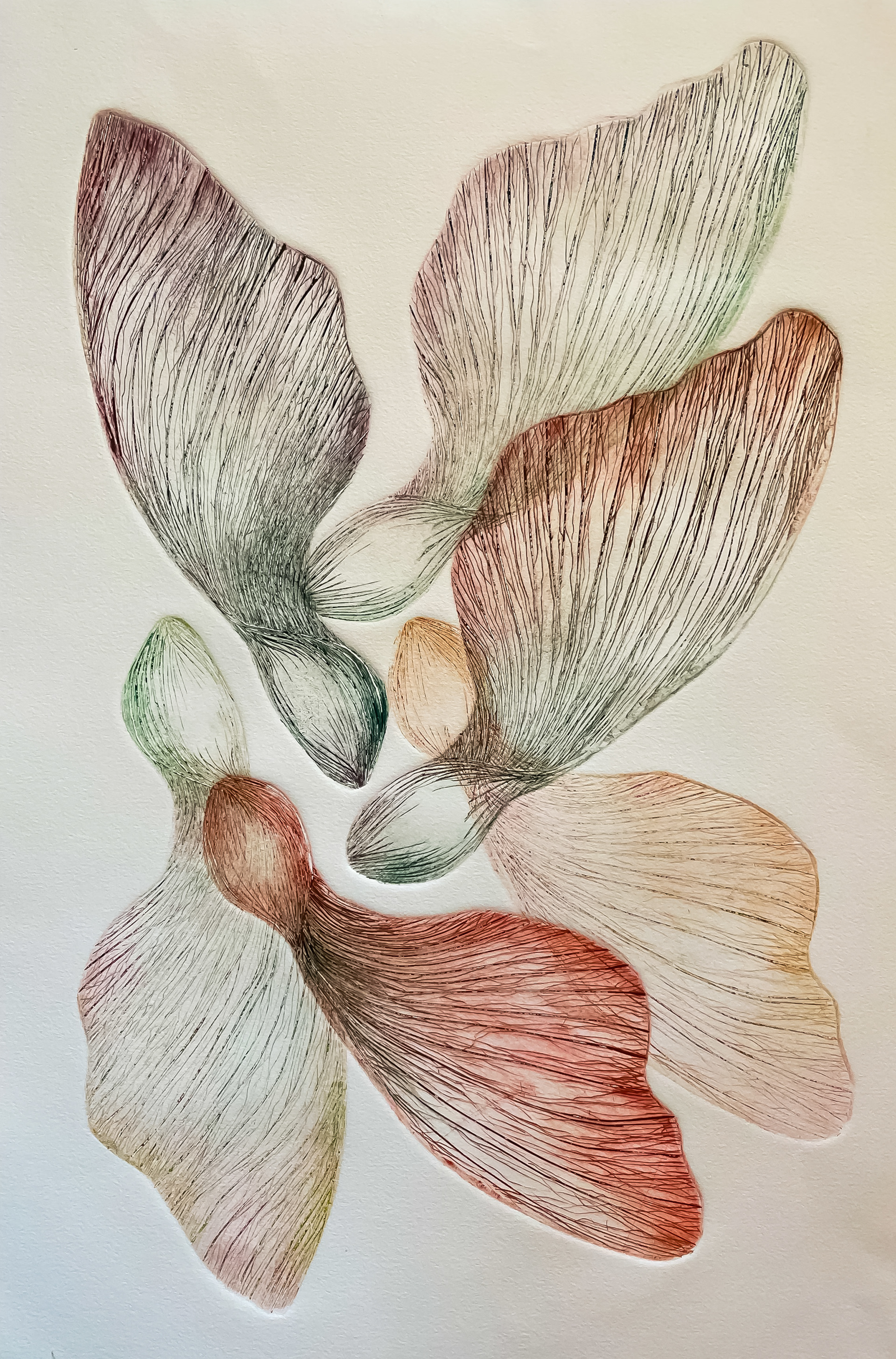 Samara Flourish (Multi-colr Variation) /2022 / Engraving & Drypoint