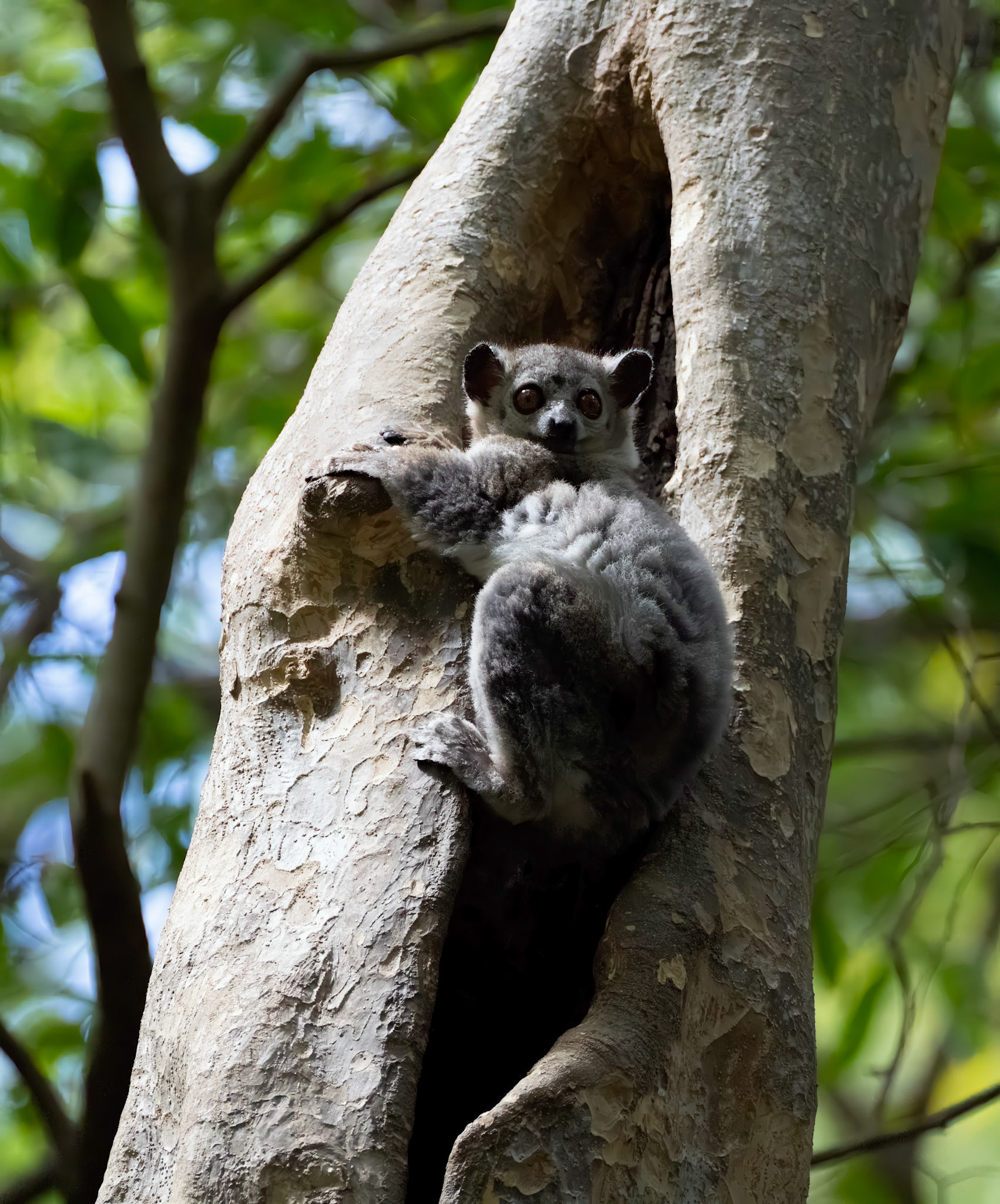 The SPORTIVE LEMUR