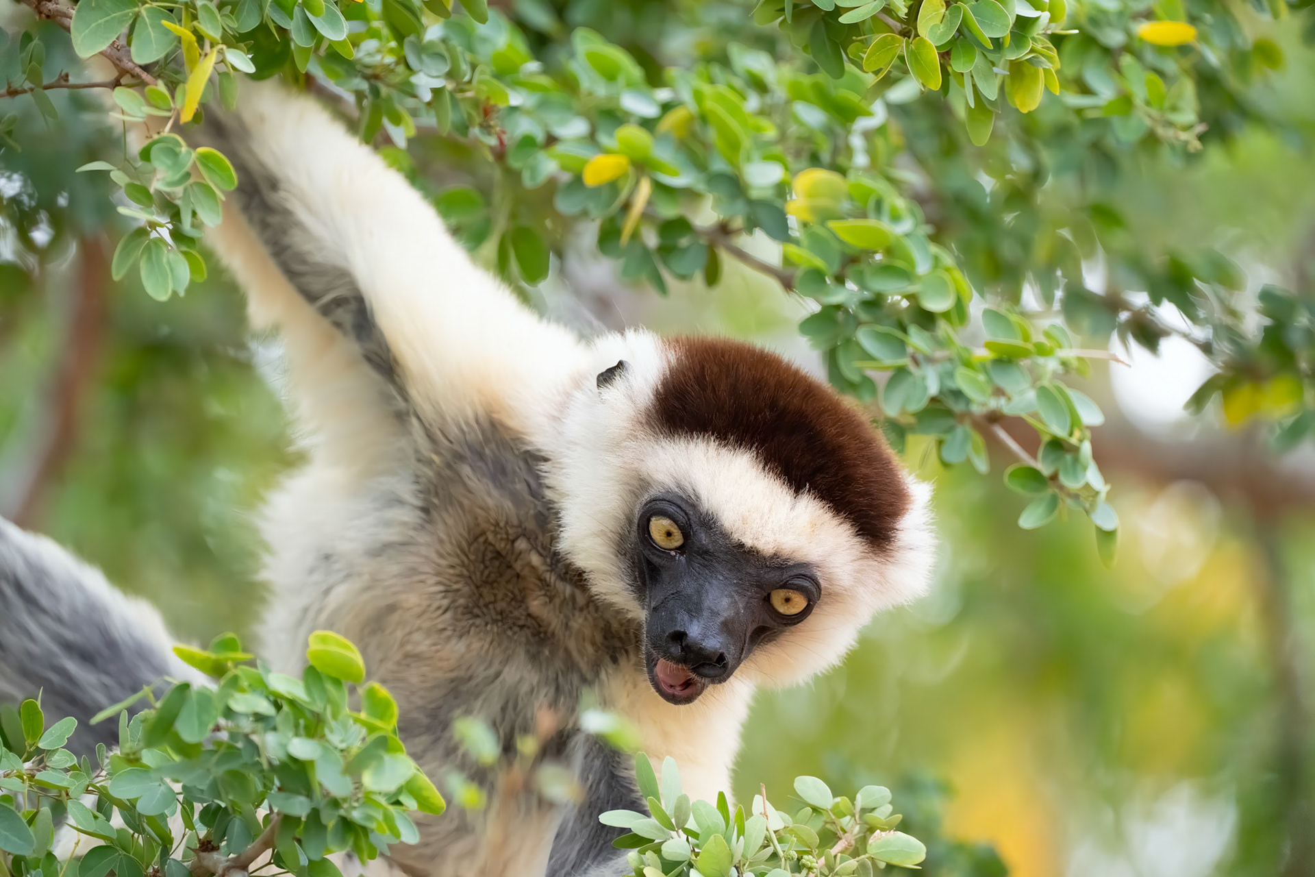 These are the (Propithecus verreauxi), or the white sifaka