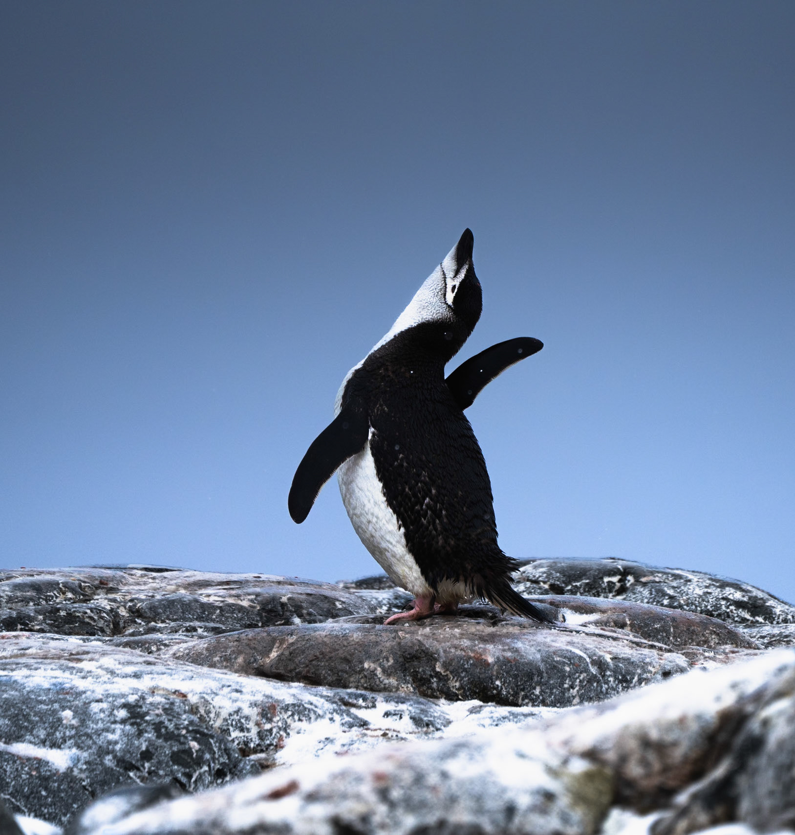 The JOY of being a penguin
