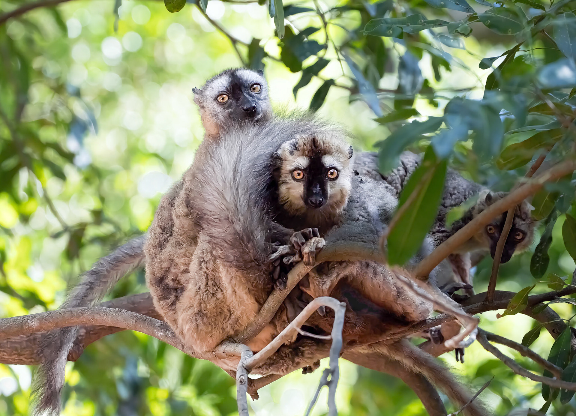 Group hug  &amp; hide