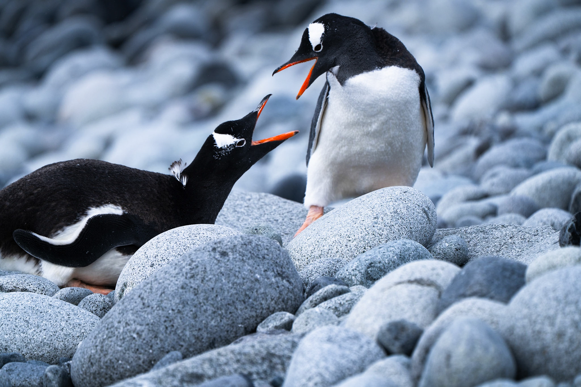 SQUAWK SQUAWK SQUAWK