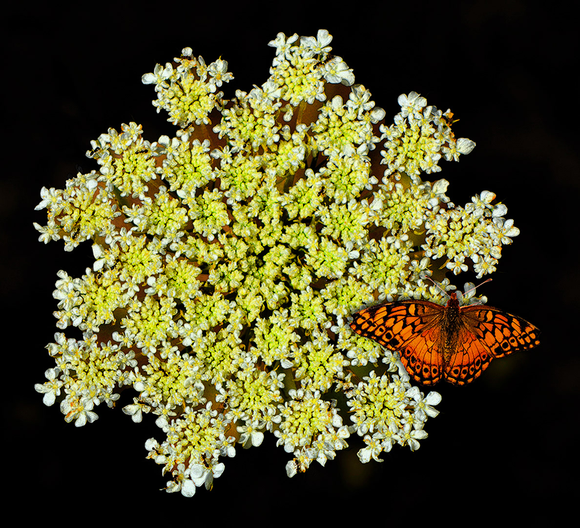 Flor con mariposa - Aceptada