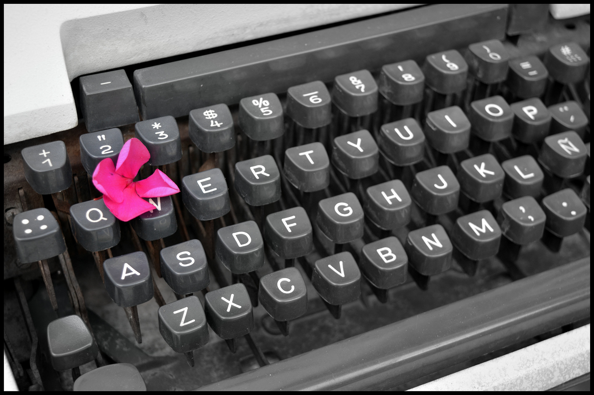 2° Premio - Flor de letra