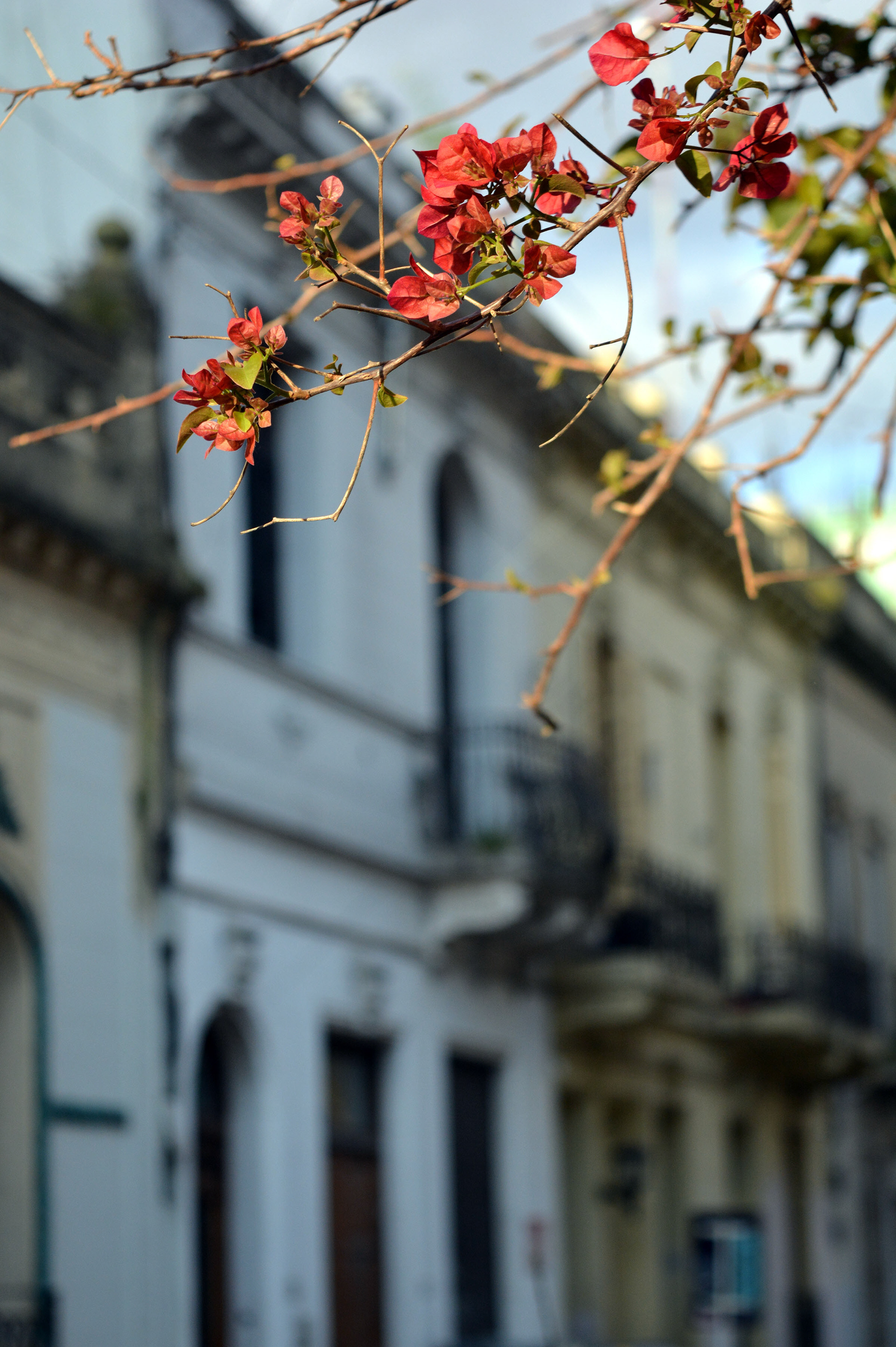 2ª Mención - Callejón en flor