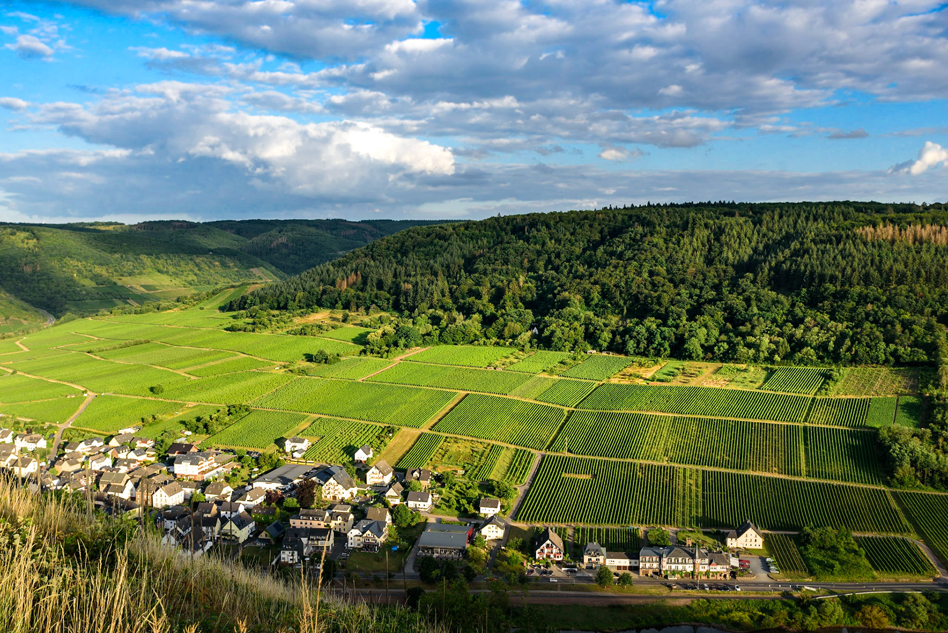 Blick über die Mosel