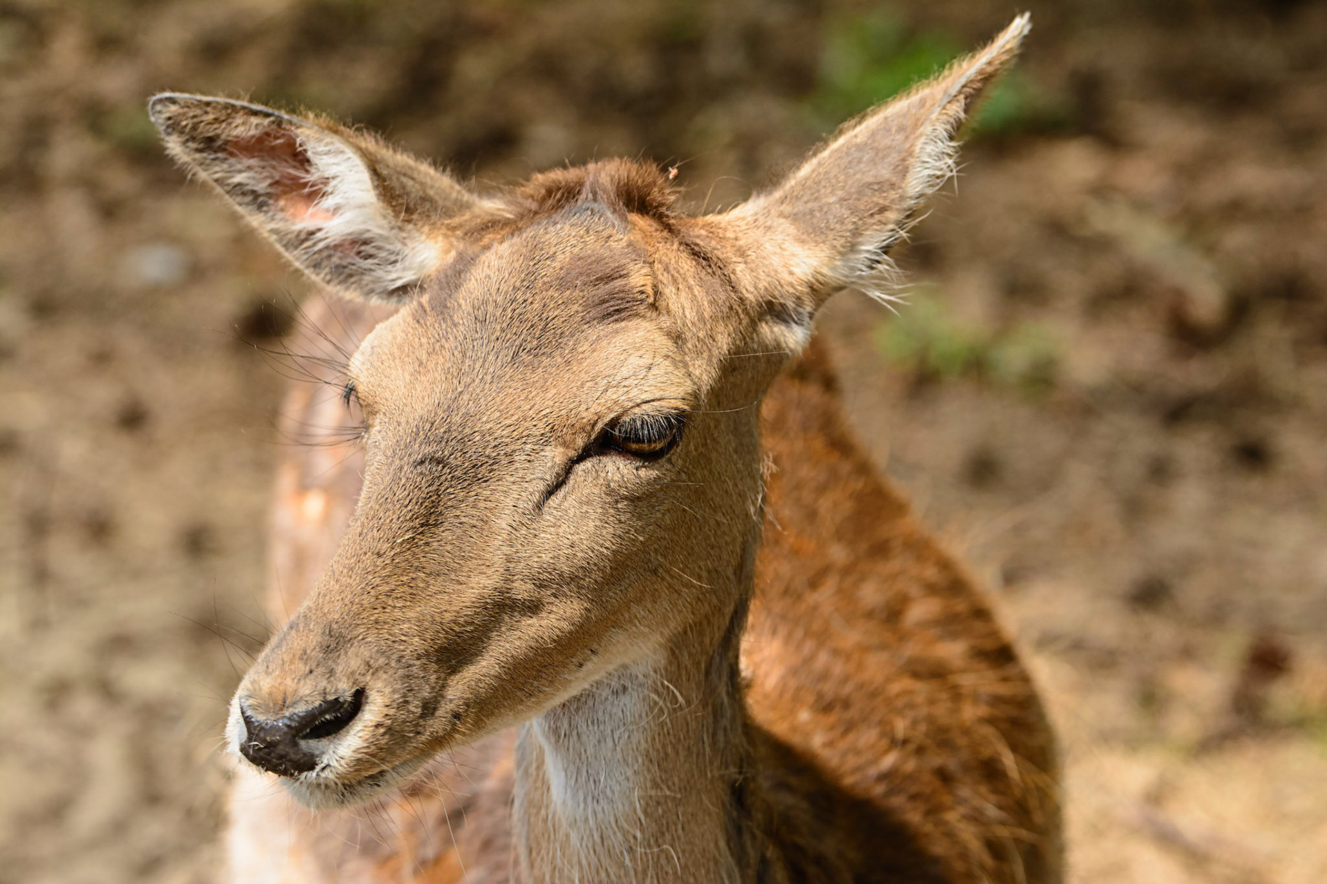 Im Tierpark Ueckermuende