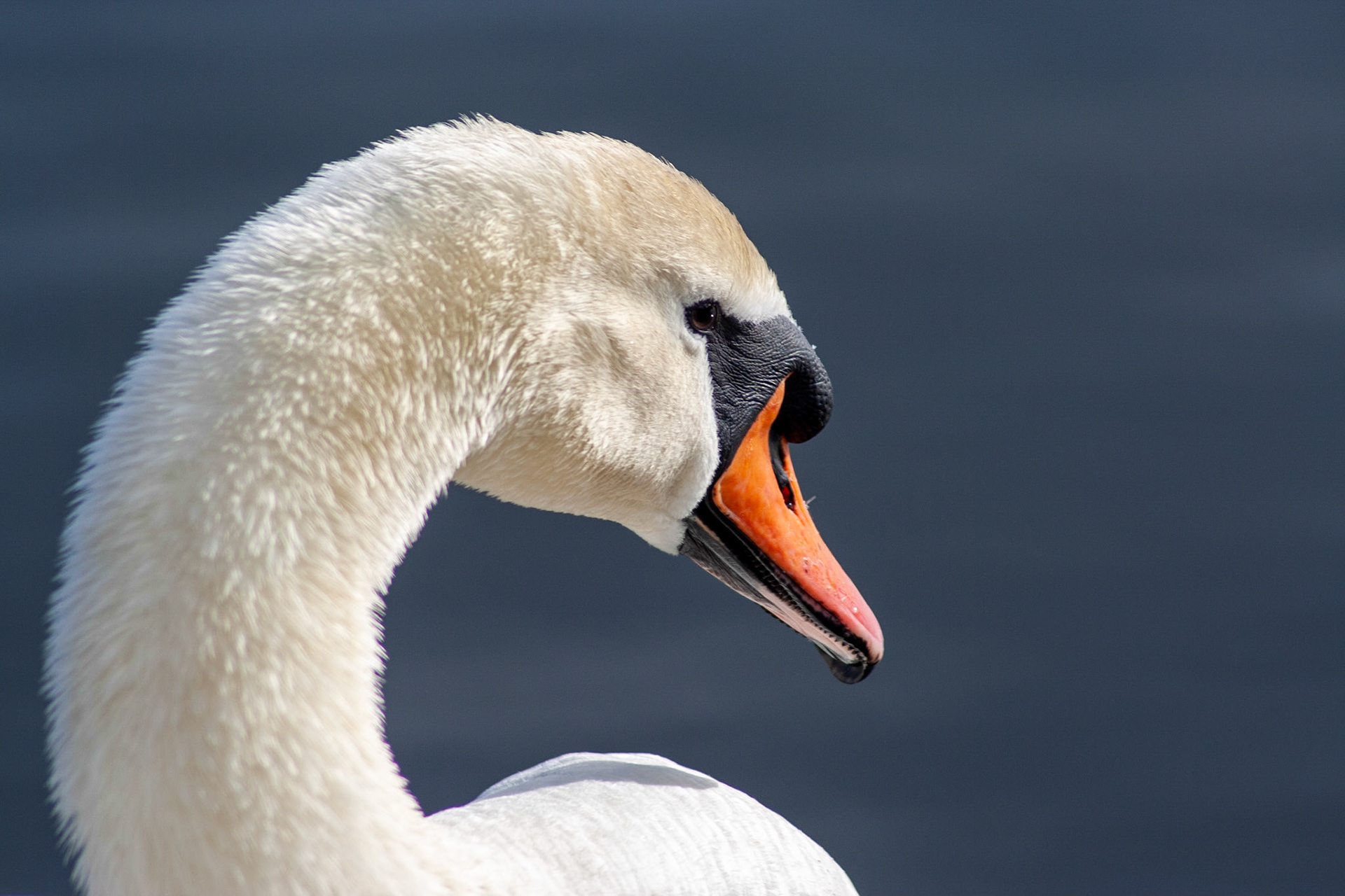 Swanpool - 2011