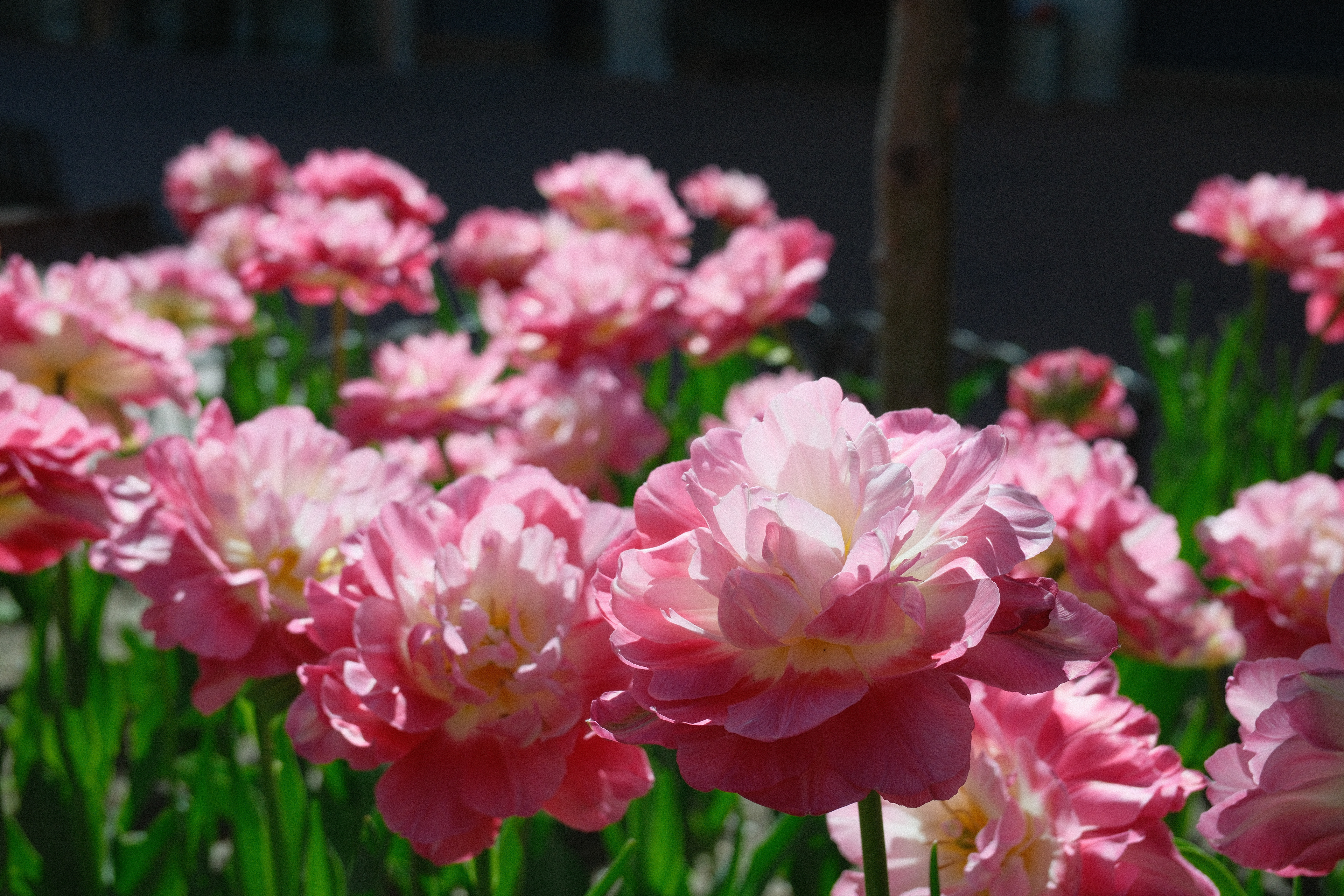 "Blooming" in Universal Provia by Ritchie Roesch