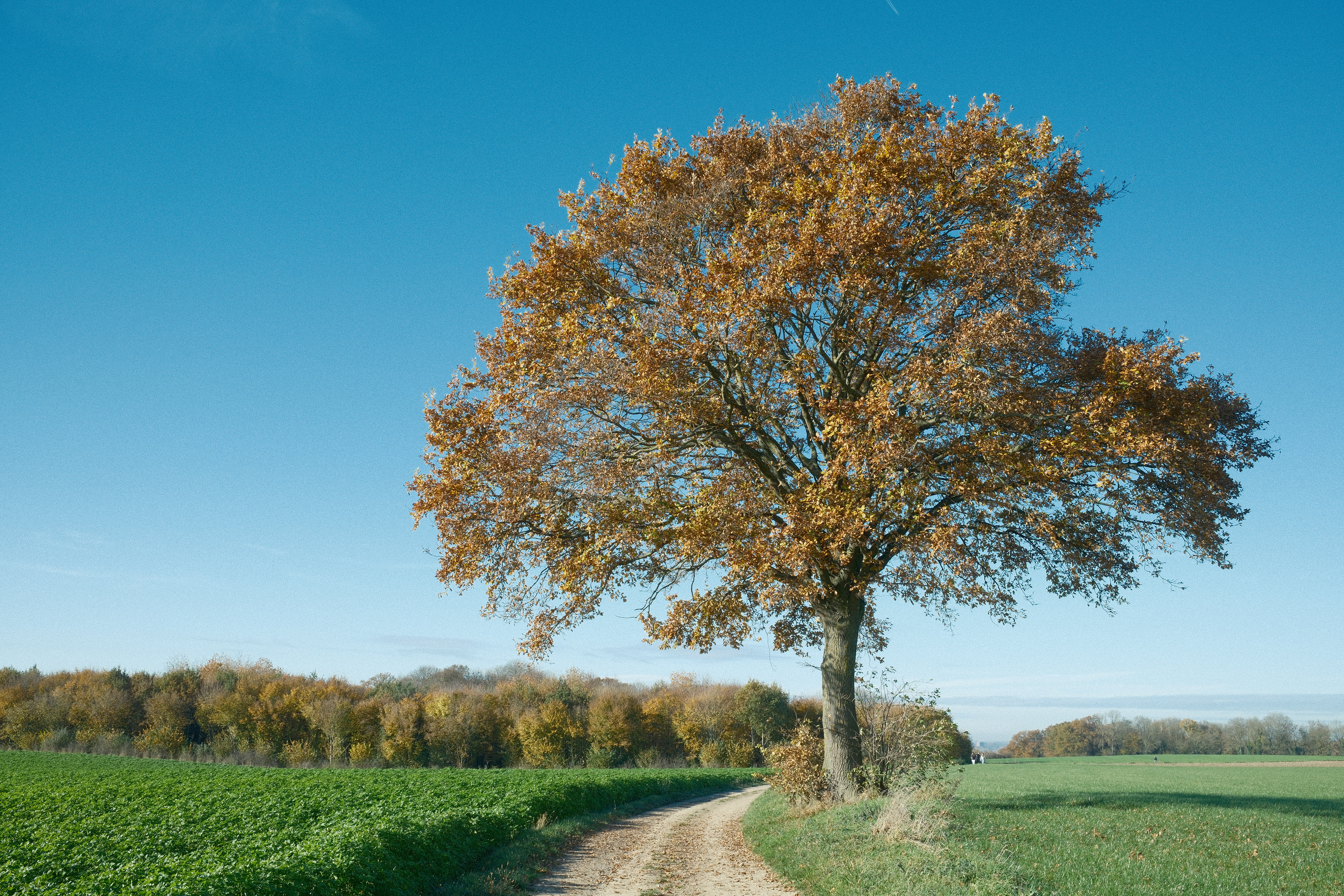 "Golden Tree" in Americana Film by Nathalie Boucry